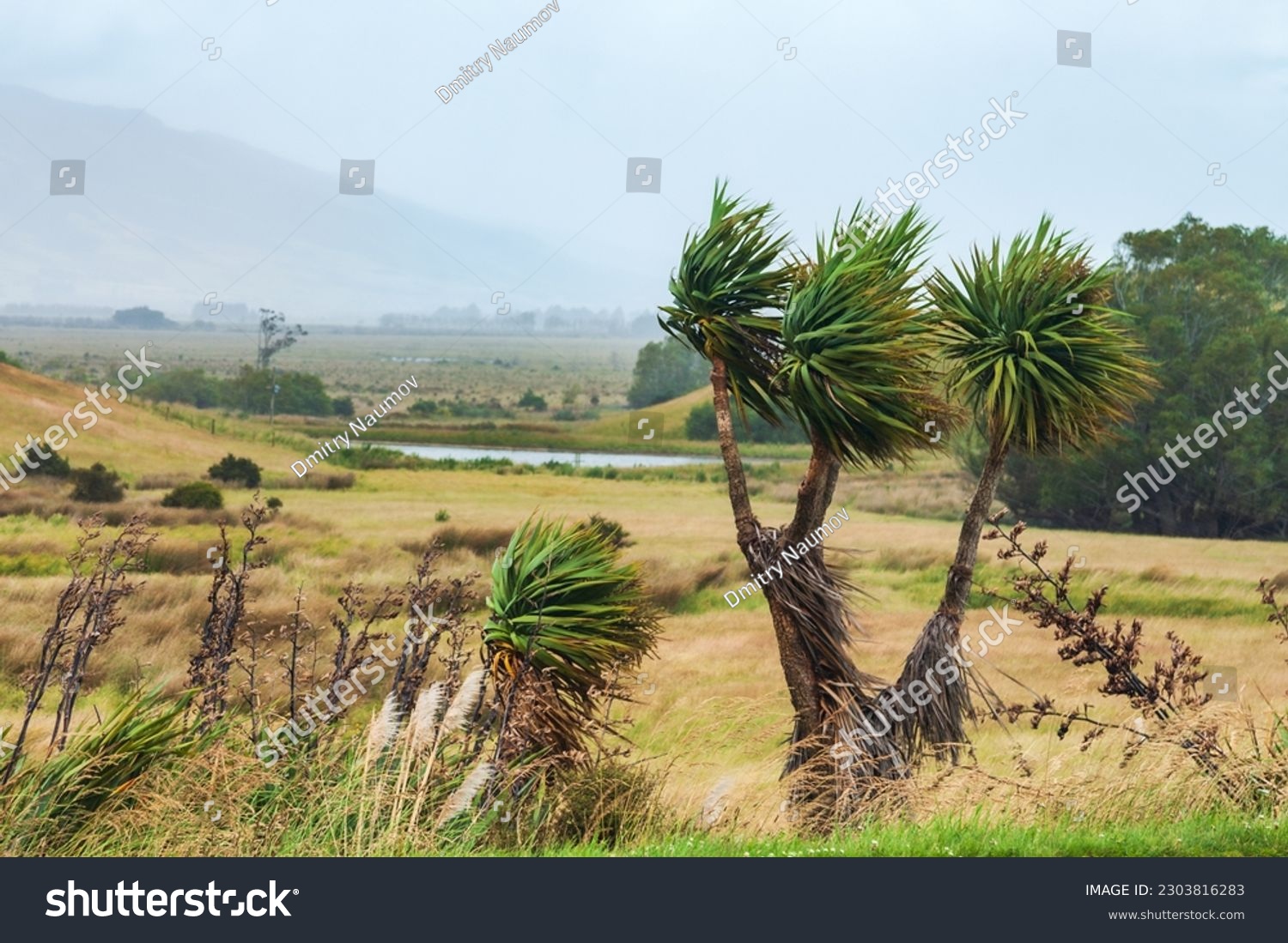 Yucca plants blown by strong wind during a hurricane in Otago South Island New Zealand #2303816283