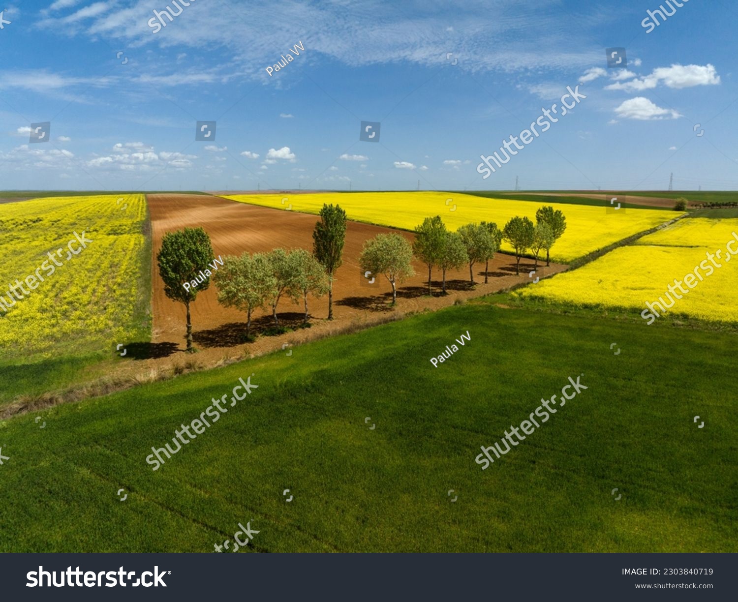 rapeseed field with aligned trees and vibrant colors in blue, yellow and green sky, for computer and mobile wallpaper. #2303840719