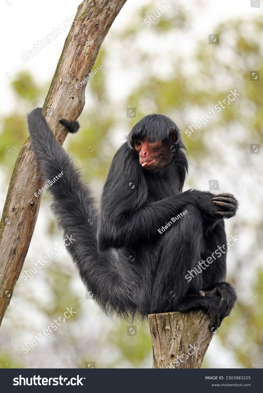 Red-faced spider monkey, Ateles paniscus, also known as the Guiana spider monkey or red-faced black spider monkey #2303983225