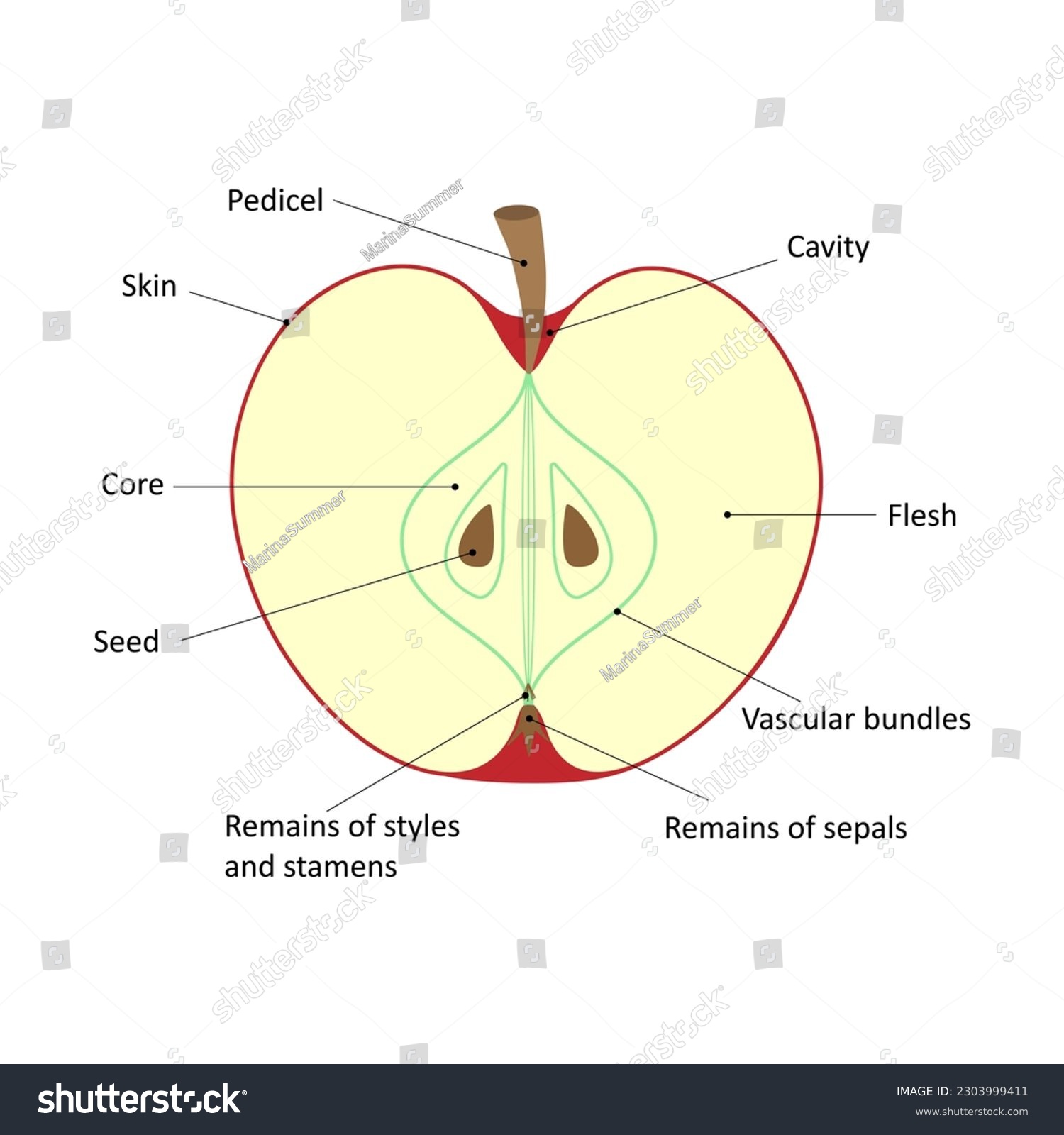 Labelled diagram of an apple. Longitudinal Royalty Free Stock Vector