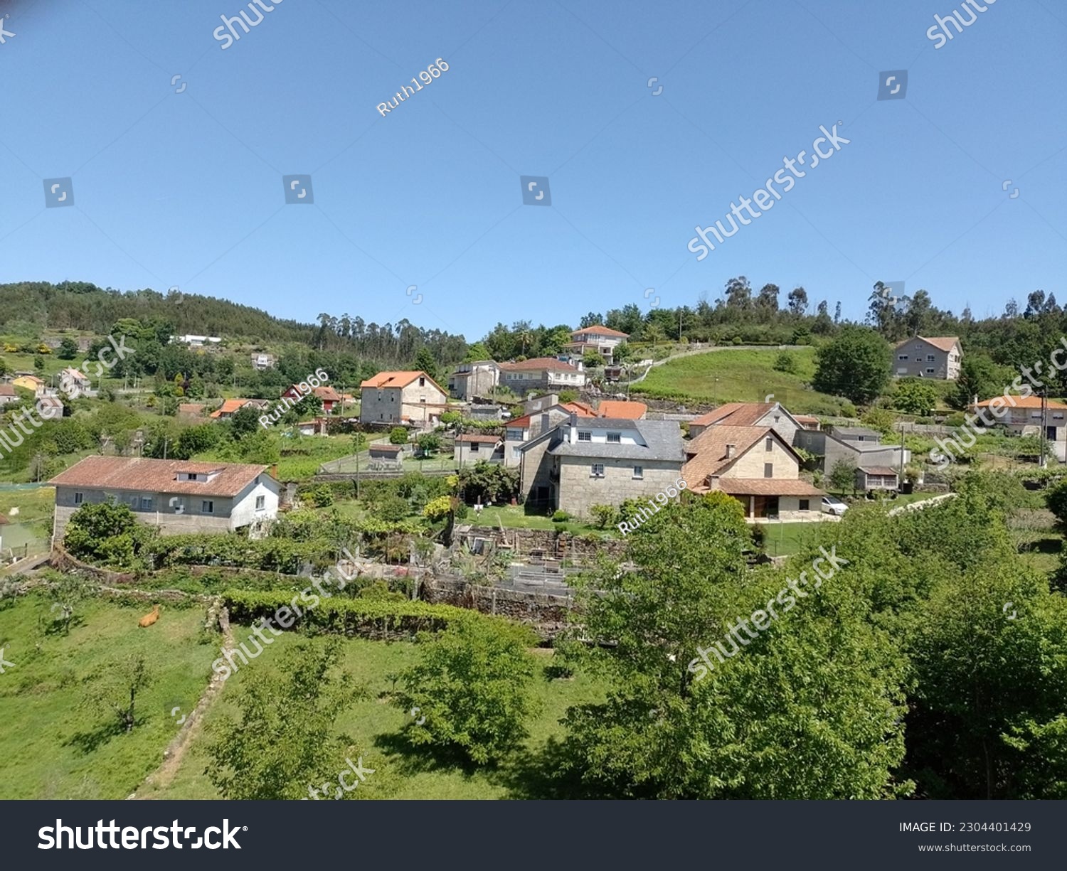 Beautiful view of the gently rolling countryside of Galicia. In spring, when life awakens, all the trees are green and the sky is bright blue. Typical Galician houses stand sporadically in the landsca #2304401429