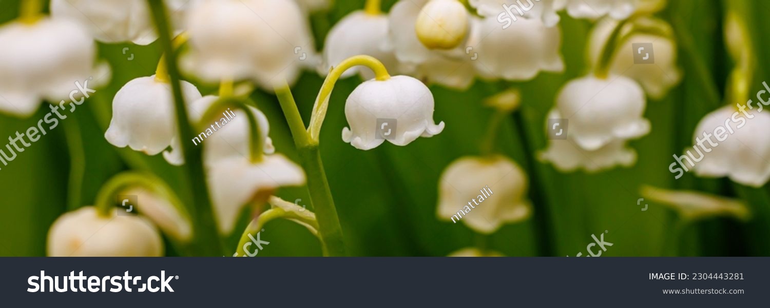Beautiful White flowers Lilly of The Valley in garden. Lily of the valley (Lily-of-the-valley) white small fragrant flowers in green leaves. Convallaria majalis  woodland flowering plant. Banner. #2304443281