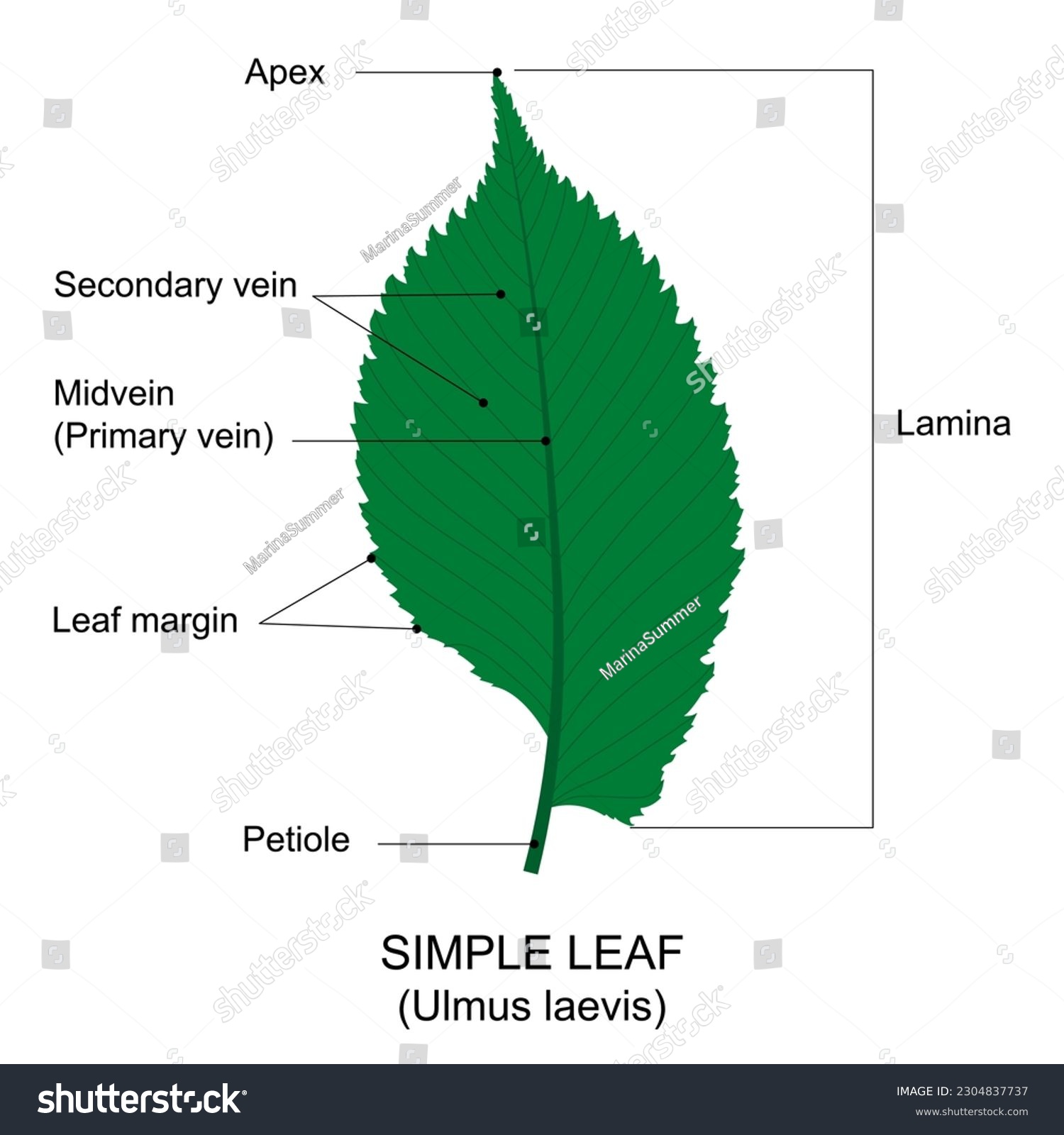 Simple leaf example. Labelled diagram. Simple - Royalty Free Stock ...