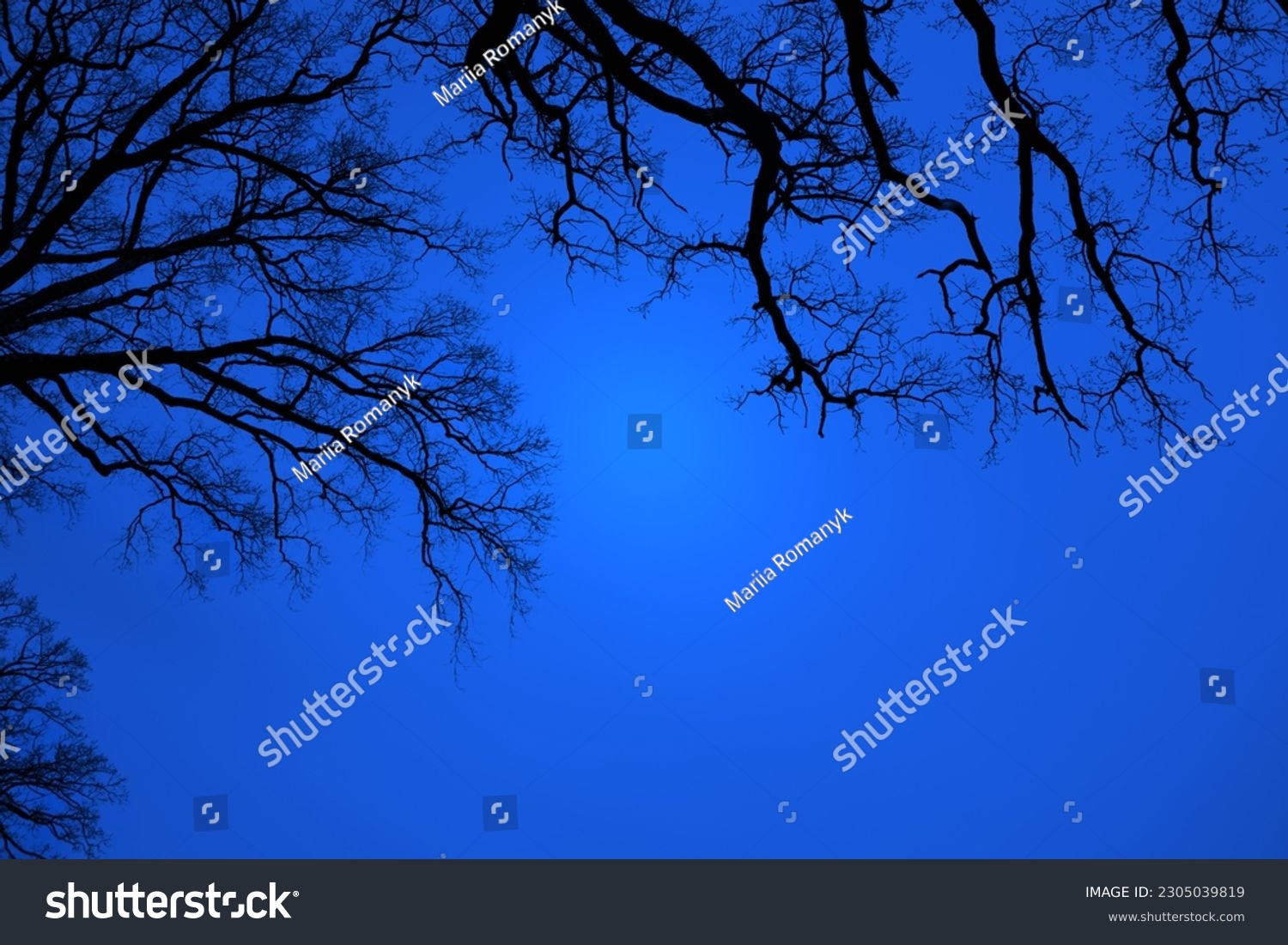 Leafless Oak tree branches silhouette. Black and blue. Natural oak tree branches silhouette on a blue background. Silhouettes of a dark gloomy forest with textured trees. Gothic background. Darkness #2305039819