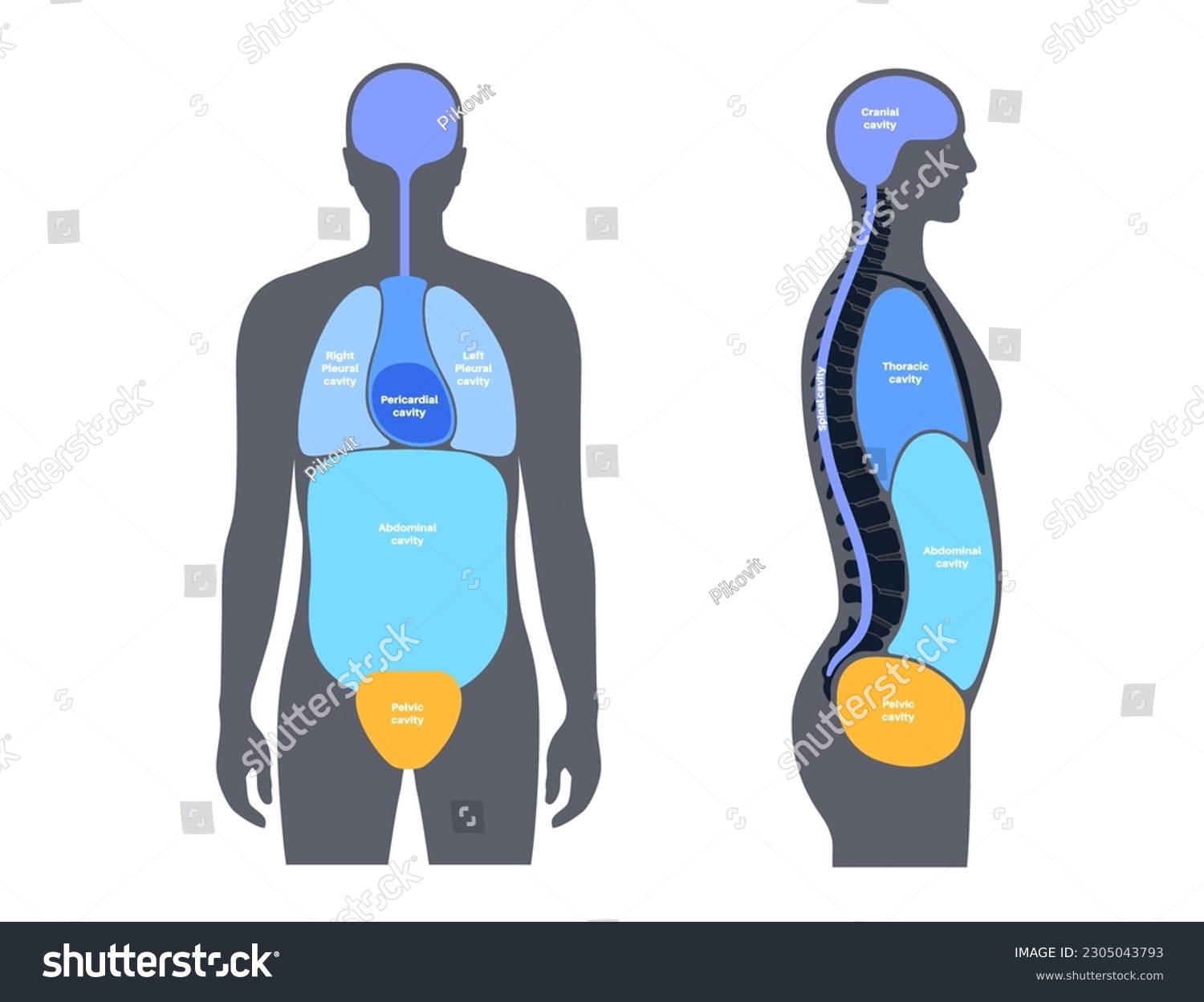 Body Cavities Anatomical Poster Spaces In Male Royalty Free Stock Vector 2305043793 2514