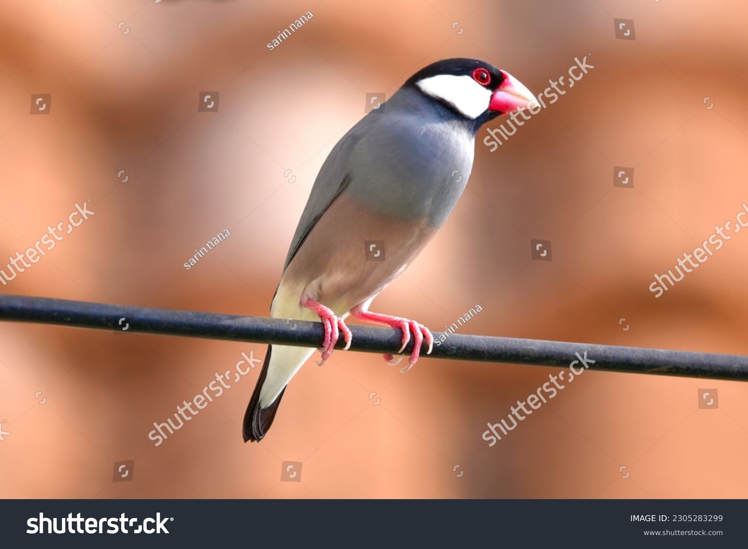 Sakura Java sparrow,Java sparrow, Java finch,Lonchura oryzivora(Estrildidae)
Lives in pairs or herds in grasslands, agricultural areas.and where people live Their food is grain,grass,fruit and insects #2305283299
