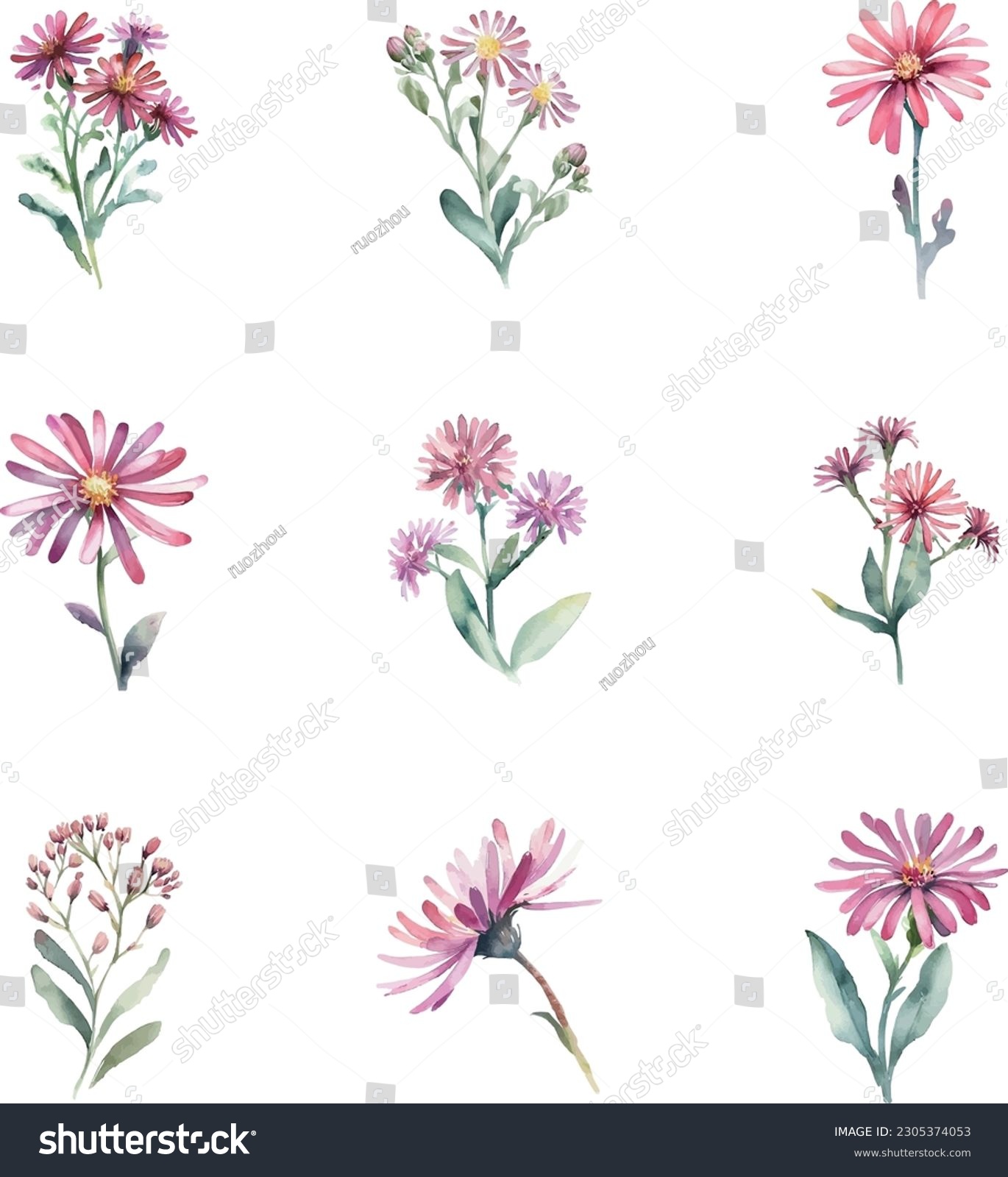 senecio x hybridus.Watercolor flowers set. Hand - Royalty Free Stock ...