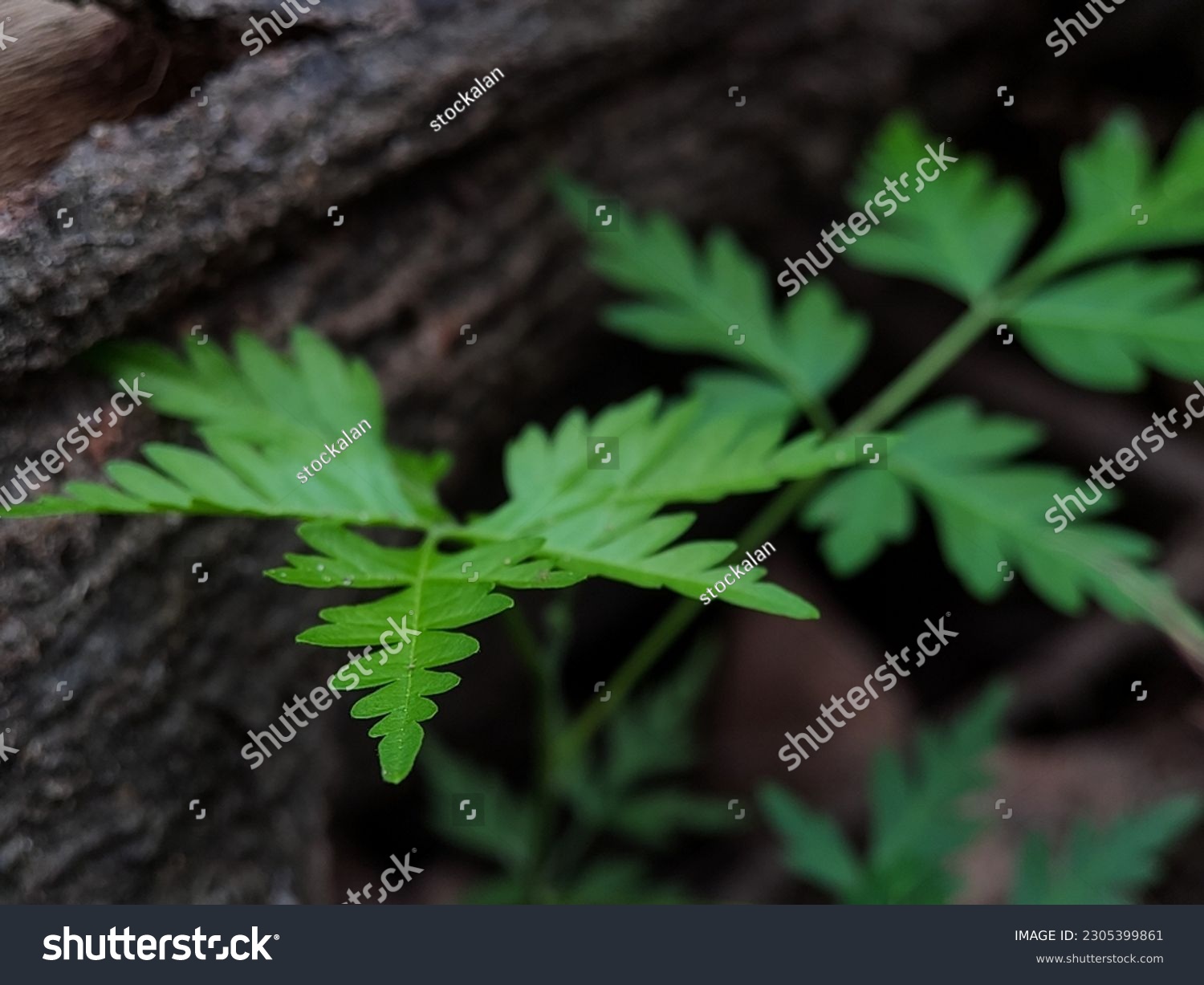 A fern (Polypodiopsida or Polypodiophyta) is a member of a group of vascular plants (plants with xylem and phloem) that reproduce via spores and have neither seeds nor flowers. #2305399861