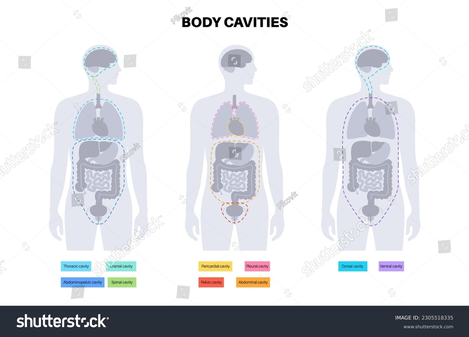 Body cavities anatomical poster. Spaces in male - Royalty Free Stock ...