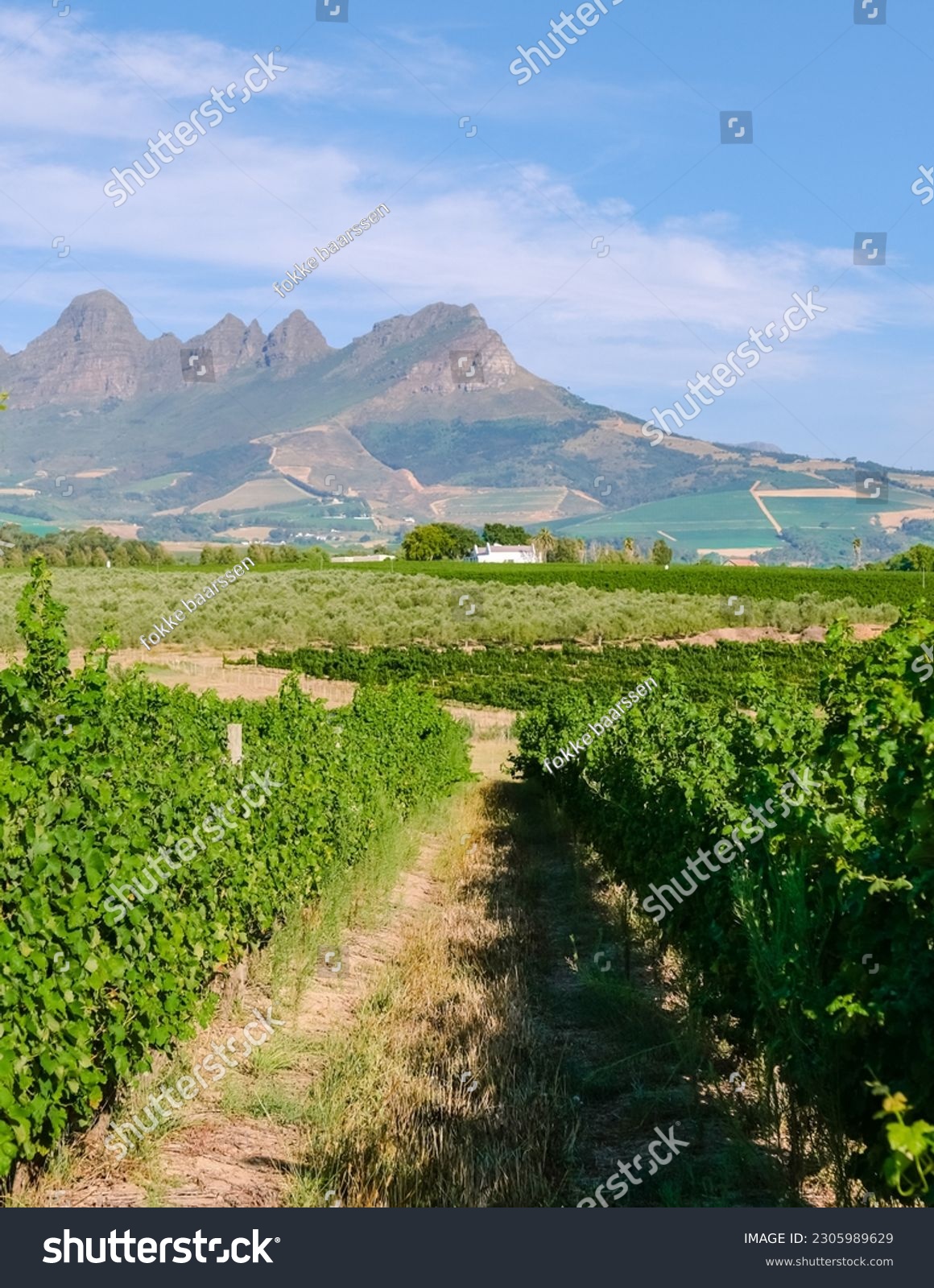Vineyard landscape at sunset with mountains in Stellenbosch, near Cape Town, South Africa. wine grapes on the vine in the vineyard Western Cape South Africa during summer #2305989629