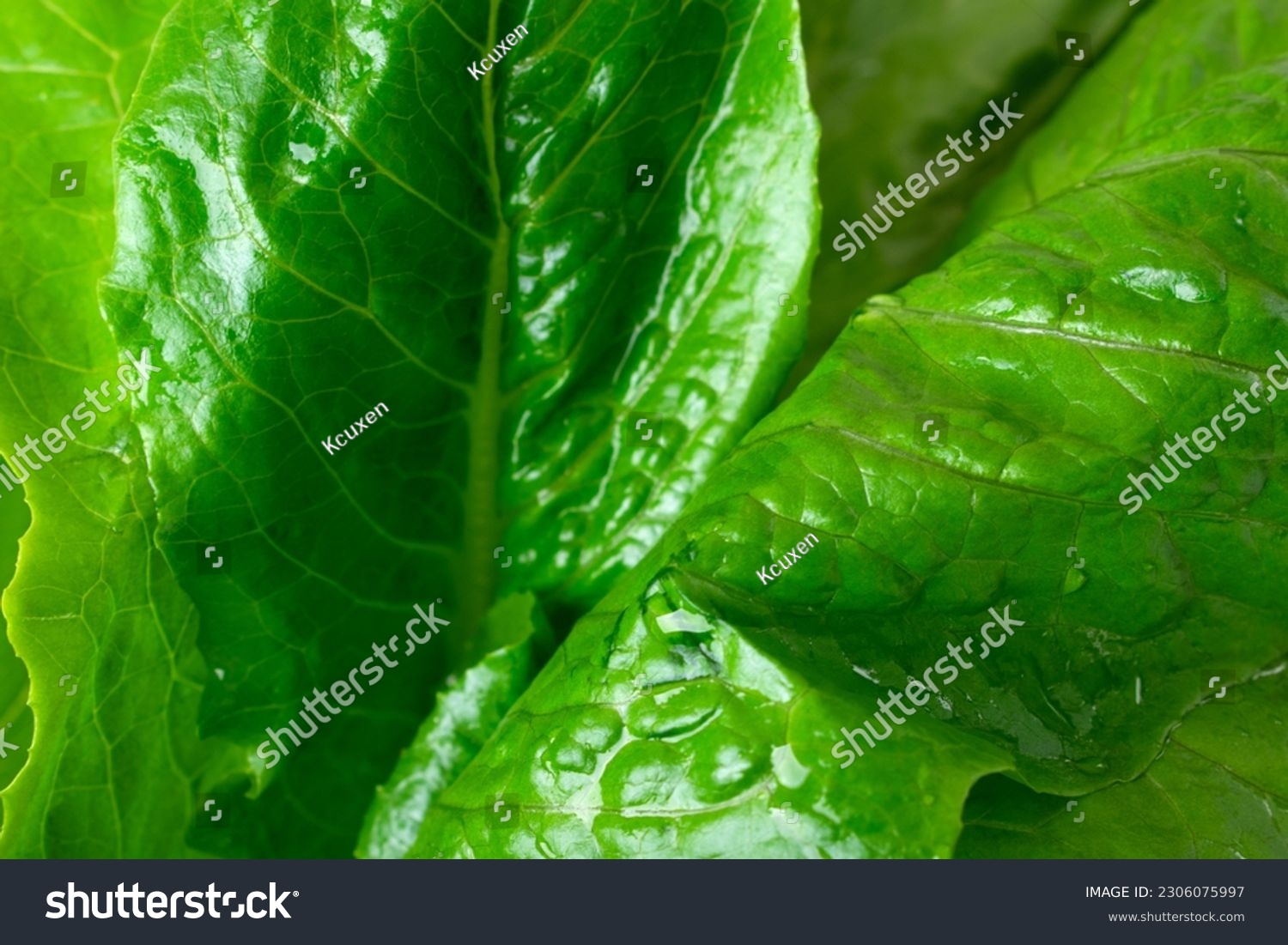 Romaine lettuce leaves in close-up view. Full frame. Vegetable and healthy eating background #2306075997