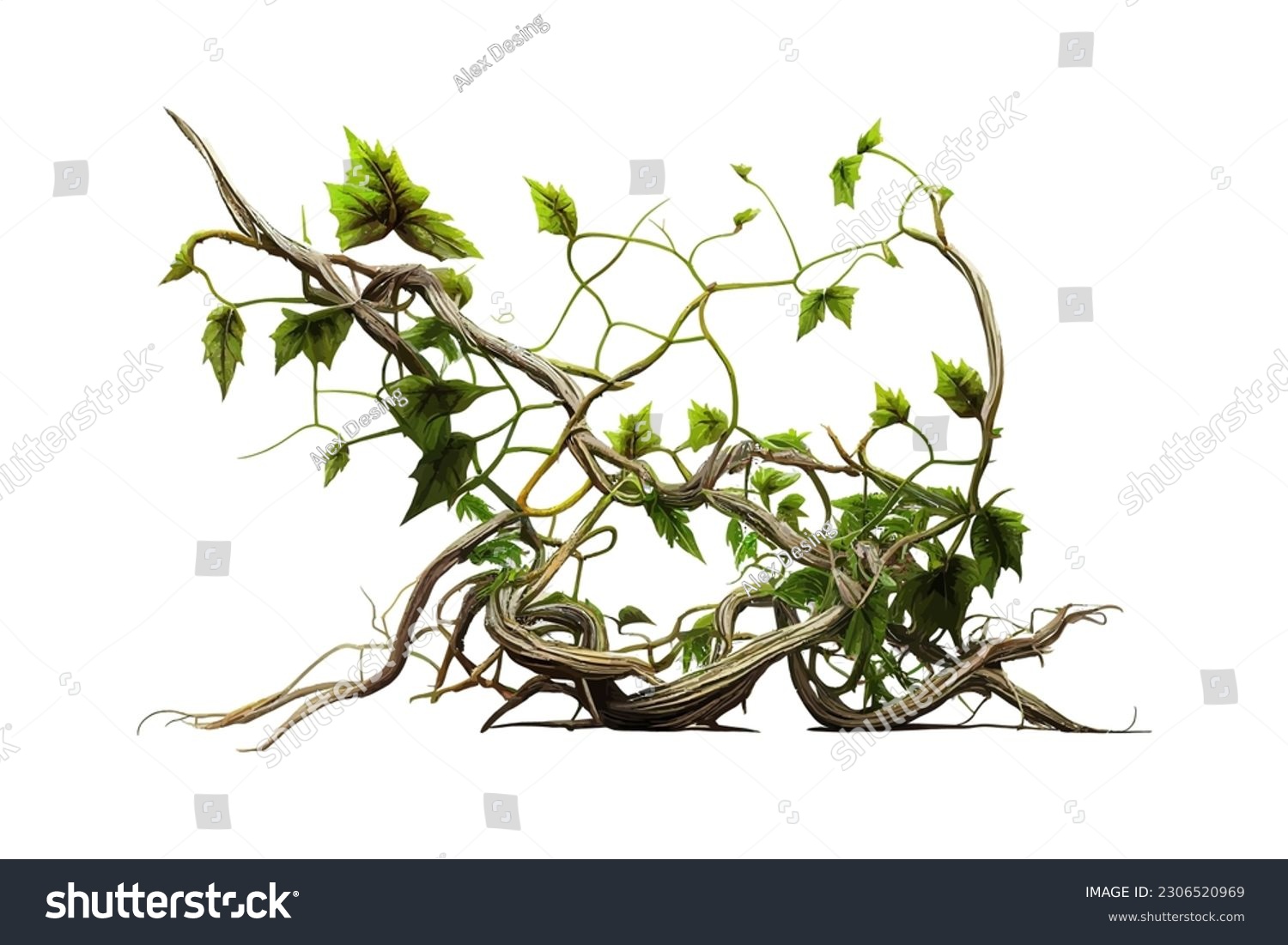Twisted jungle vines tropical rainforest liana plant. Vector illustration desing. #2306520969