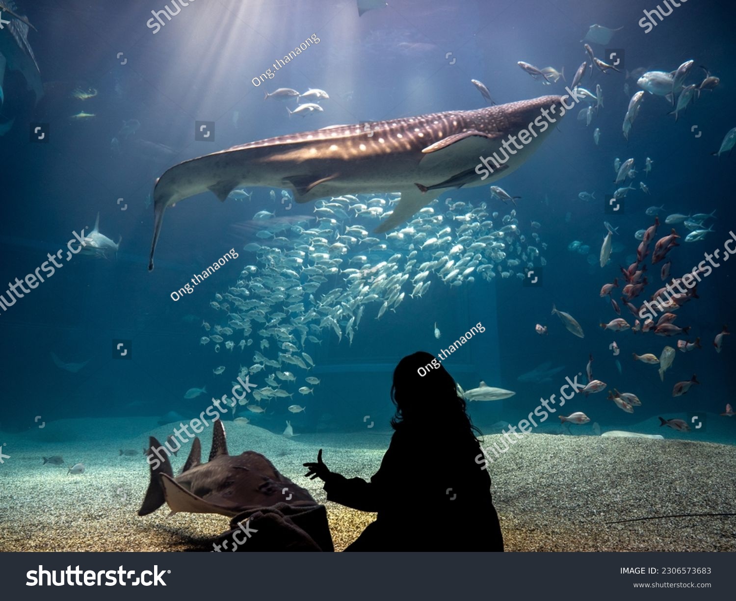 Rear silhouette of a person watching whale shark and looking at the variety of sea fish life in Osaka Aquarium Kaiyukan. Whale shark swim in one of the largest aquarium in the world in Osaka, Japan. #2306573683