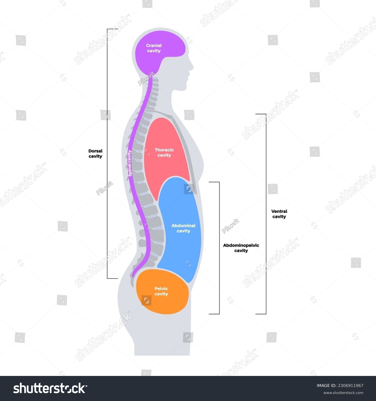 Body Cavities Anatomical Poster. Spaces In Male - Royalty Free Stock ...