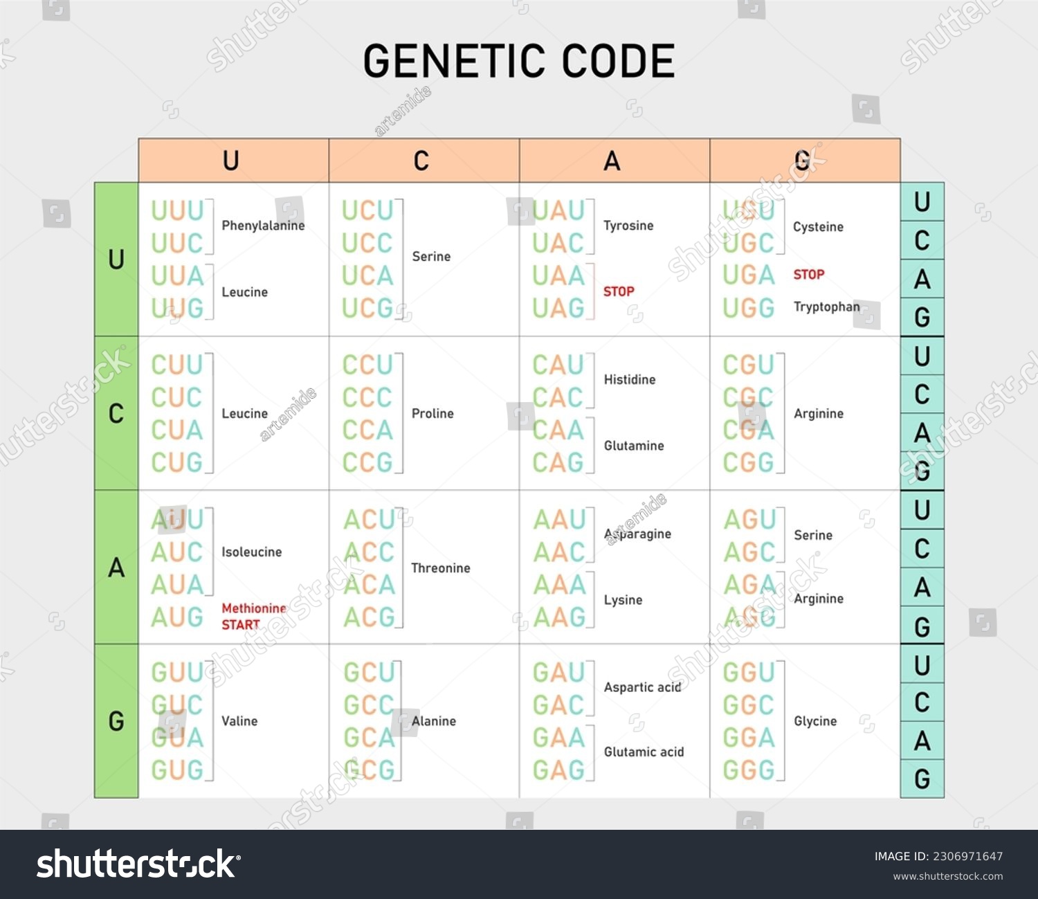 Genetic Code Table From Rna Codons To Amino Royalty Free Stock Vector 2306971647 6738