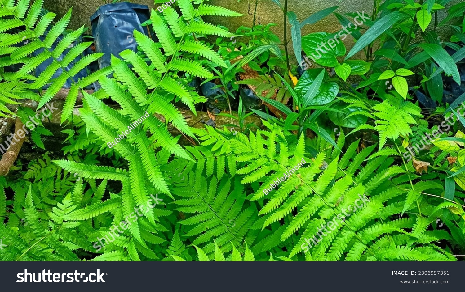 The ferns (Polypodiopsida or Polypodiophyta are a group of vascular plants (plants with xylem and phloem) that reproduce via spores #2306997351