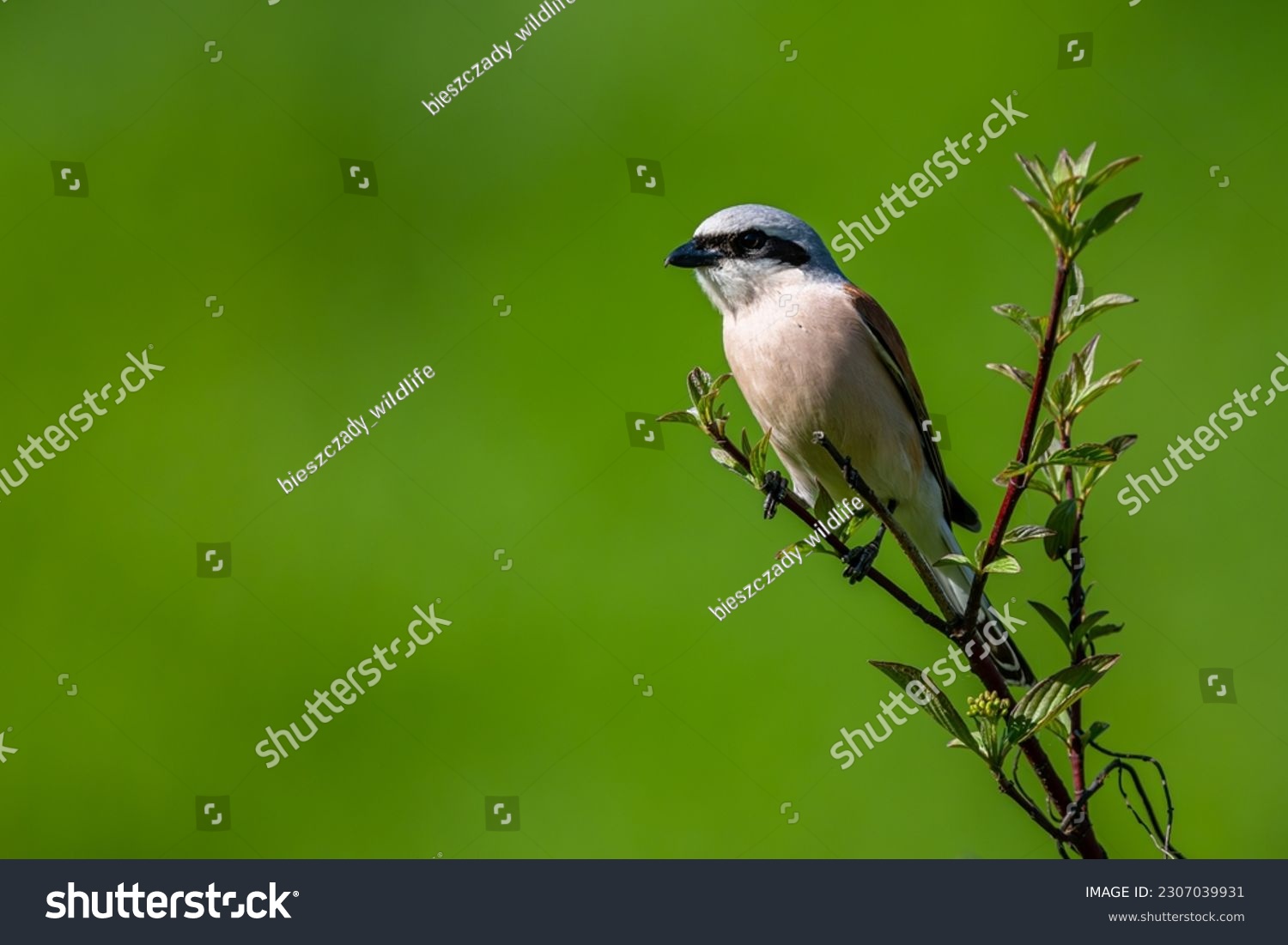 Red-backed shrike, Lanius collurio. A bird on a branch in a green background. #2307039931