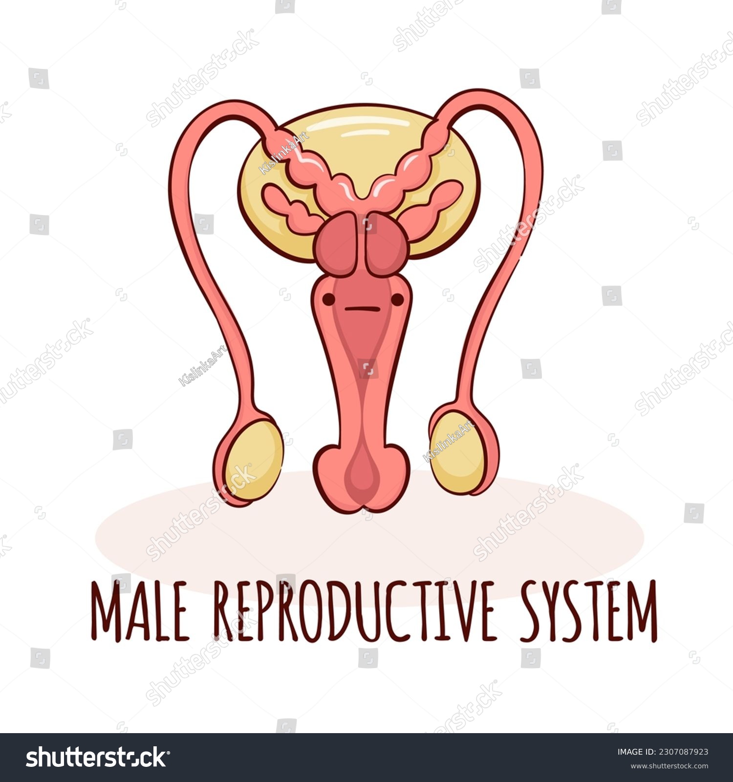 Male Reproductive System Character Cartoon Royalty Free Stock Vector 2307087923 8354