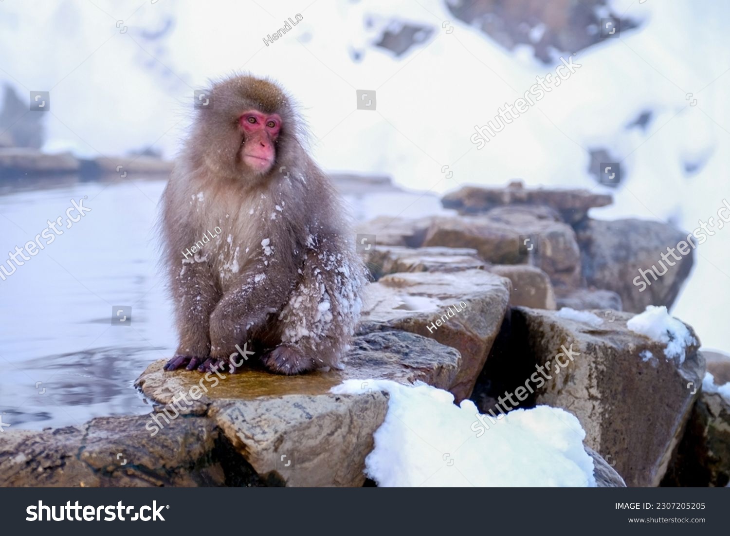 Japanese Snow Monkey japanese snow monkeys playing in hot springs in winter. #2307205205