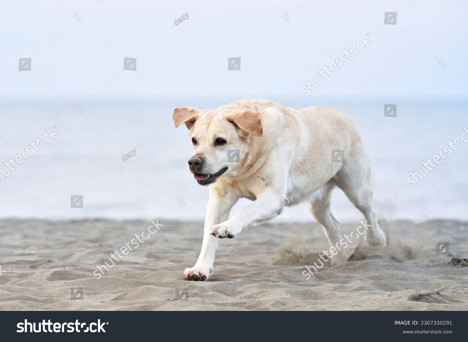 happy dog running on the sea. fawn Labrador Retriever in nature. a pet on an active walk #2307330291