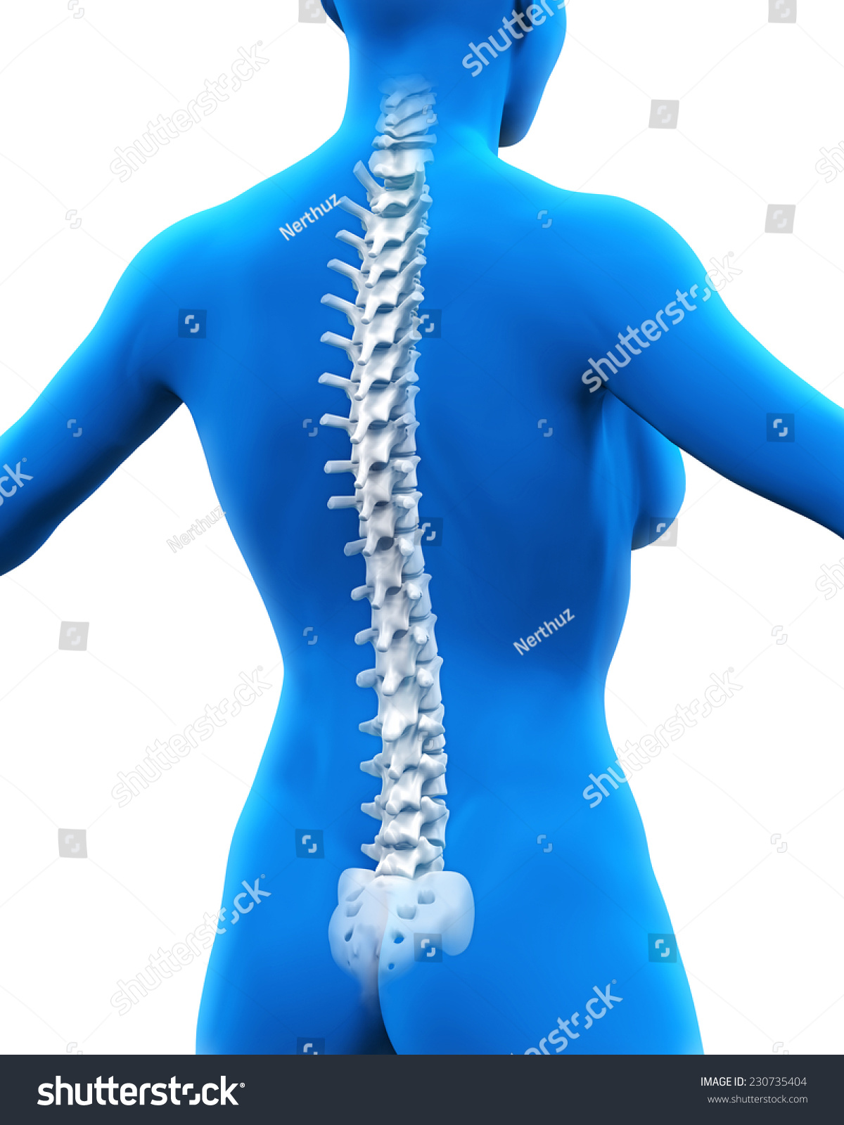 Human Spine Anatomy Royalty Free Stock Photo Avopix Com