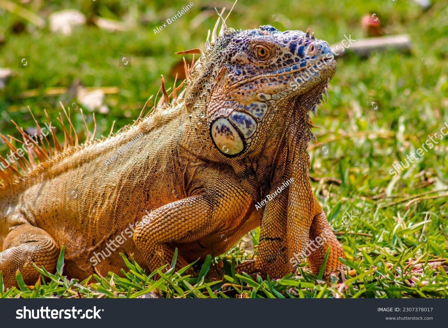 common iguana in green grass, in carpenter lagoon, tampico  #2307378017