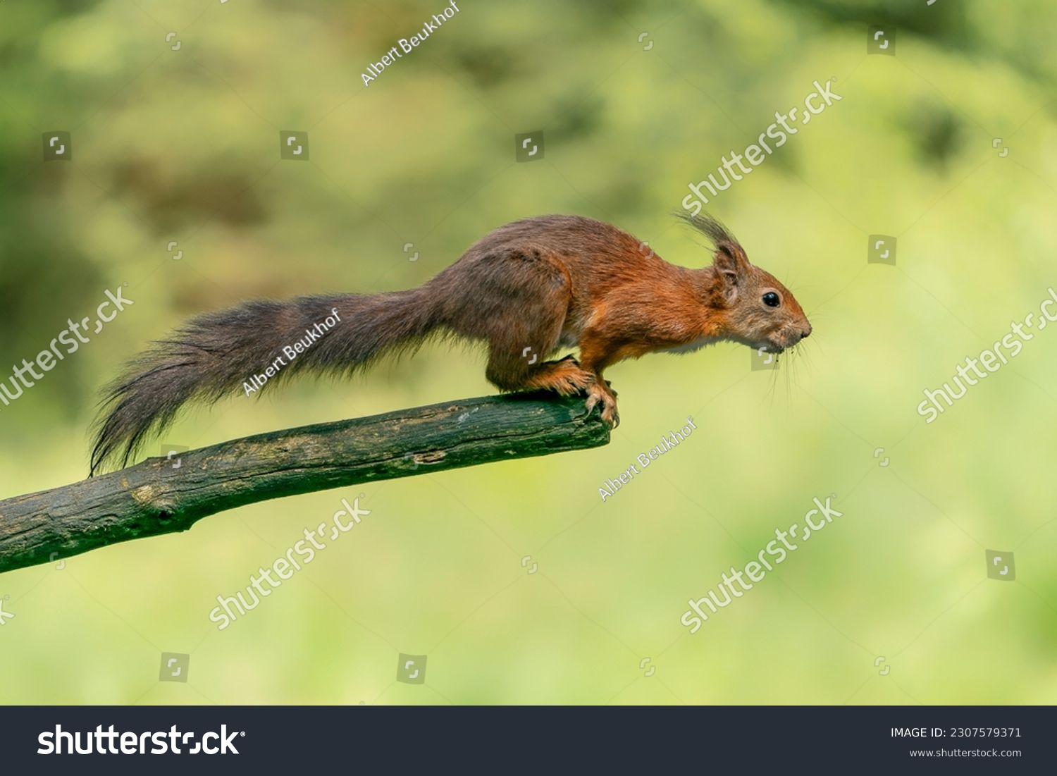 Beautiful Red Squirrel (Sciurus vulgaris) jumping in the forest of Noord Brabant in the Netherlands.
                                                                                                    #2307579371