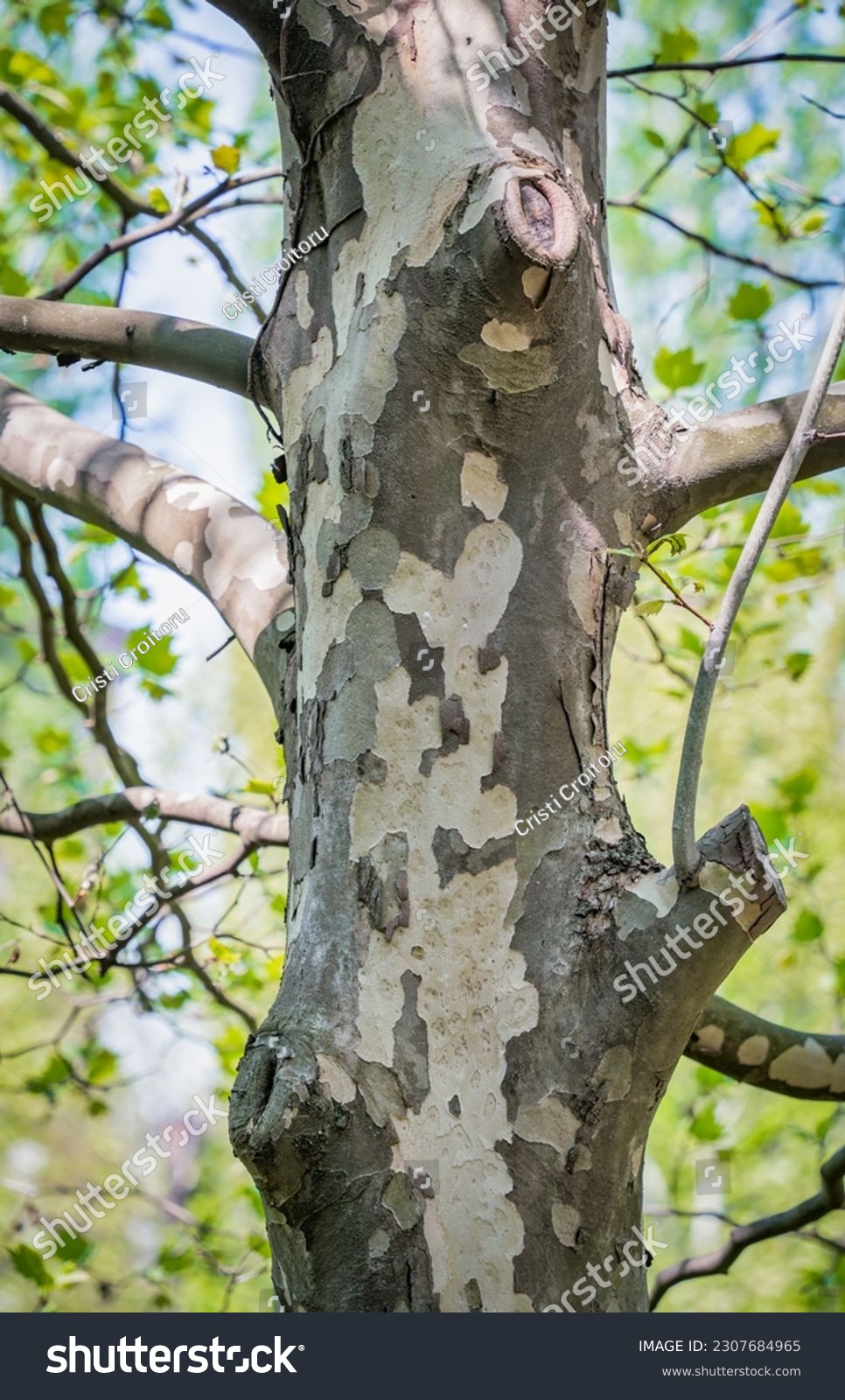 Picture with a Platanus occidentalis American sycamore tree trunck and a branch. Close up detail. #2307684965