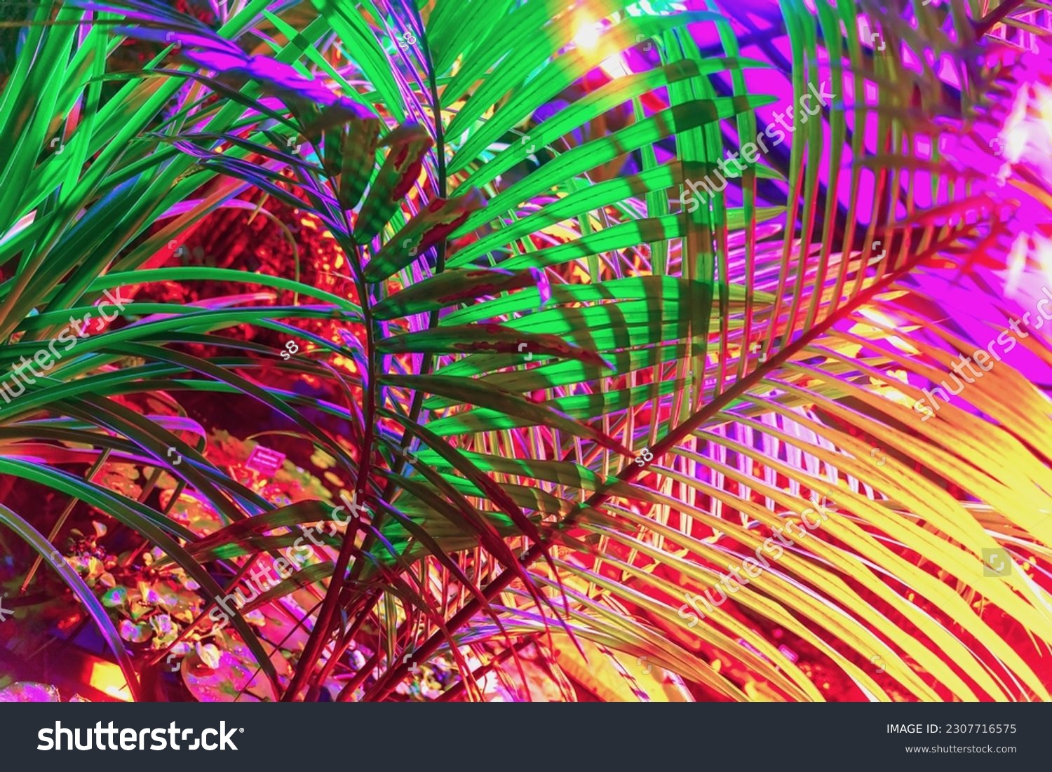 Tropical natural palm tree branches close-up, fashionable neon colors. Natural texture, exotic jungle, abstract botanical background #2307716575