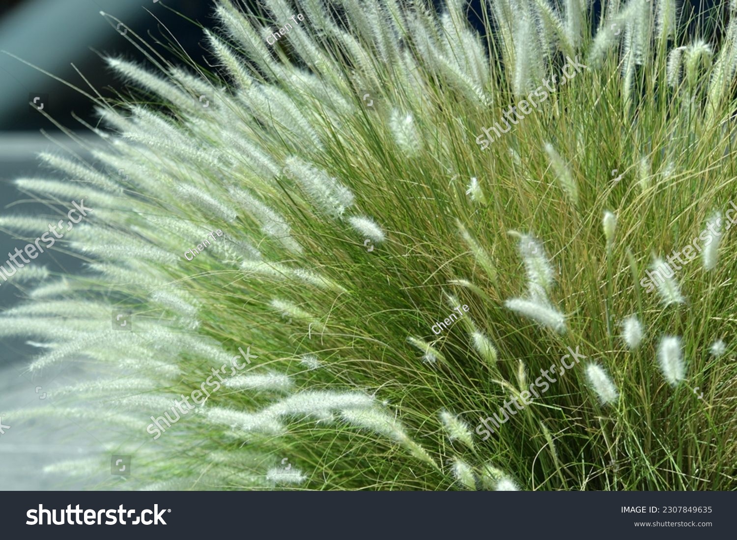 Pennisetum alopecuroides, the Chinese pennisetum, Chinese fountaingrass, dwarf fountain grass, foxtail fountain grass, or swamp foxtail grass, is a species of perennial grass native to Asia #2307849635