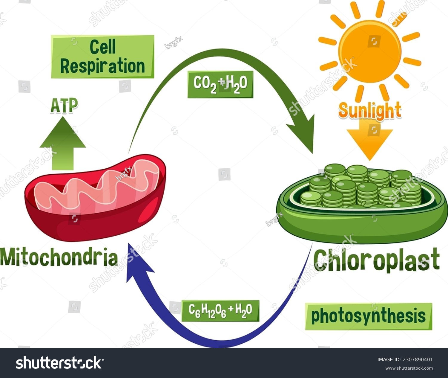 Photosynthesis And Cellular Respiration Diagram - Royalty Free Stock ...