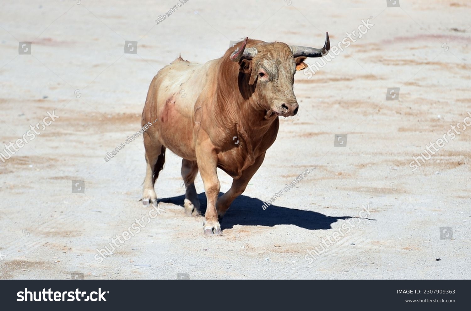 Serious bull in the traditional spectacle of bullfight #2307909363