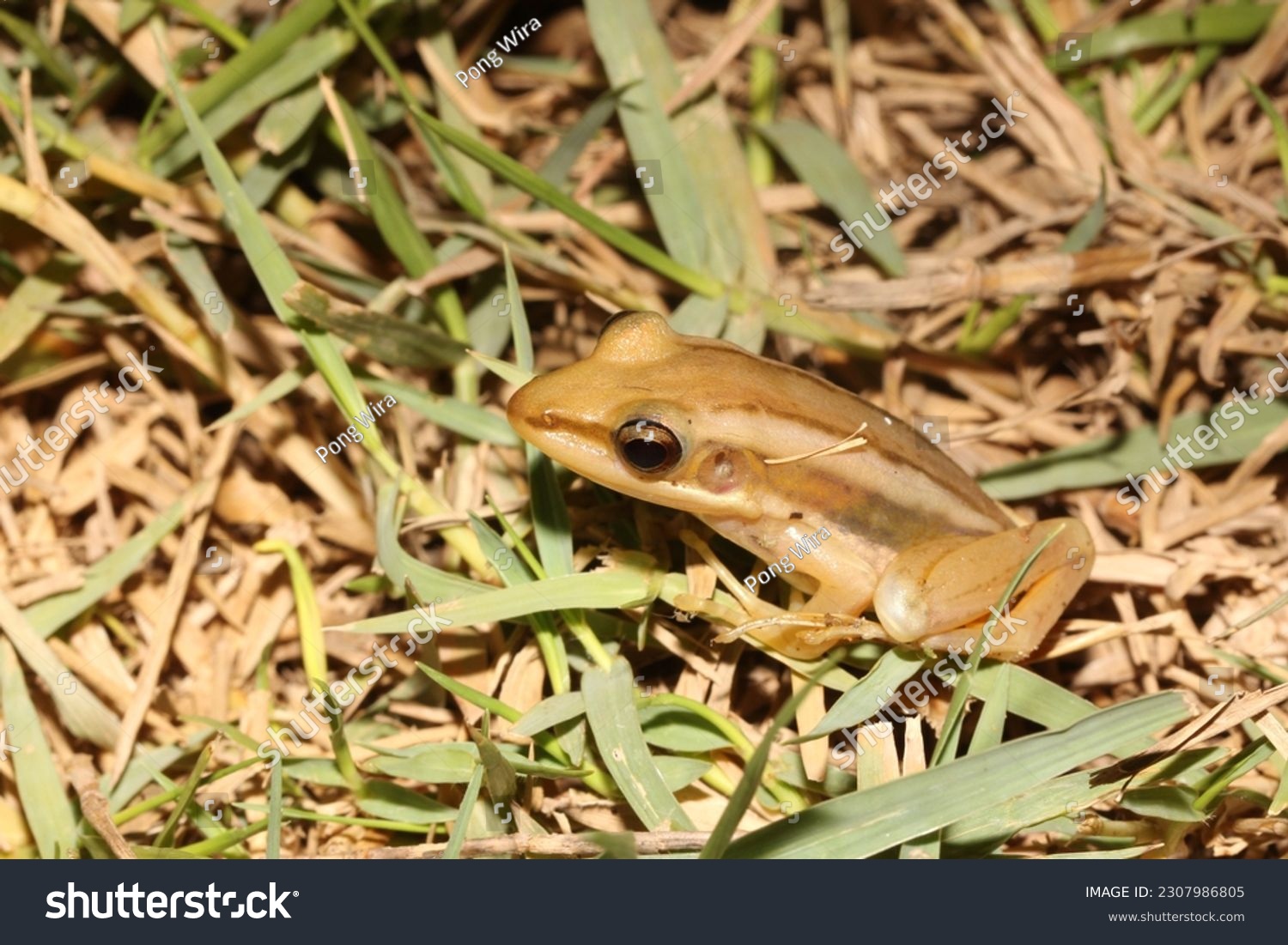 Green paddy frog, Red-eared frog (Hylarana erythraea, Ranidae) is found throughout much of southeast Asia. It is mostly found in thick floating marsh vegetation, particularly at the edge of ponds. #2307986805