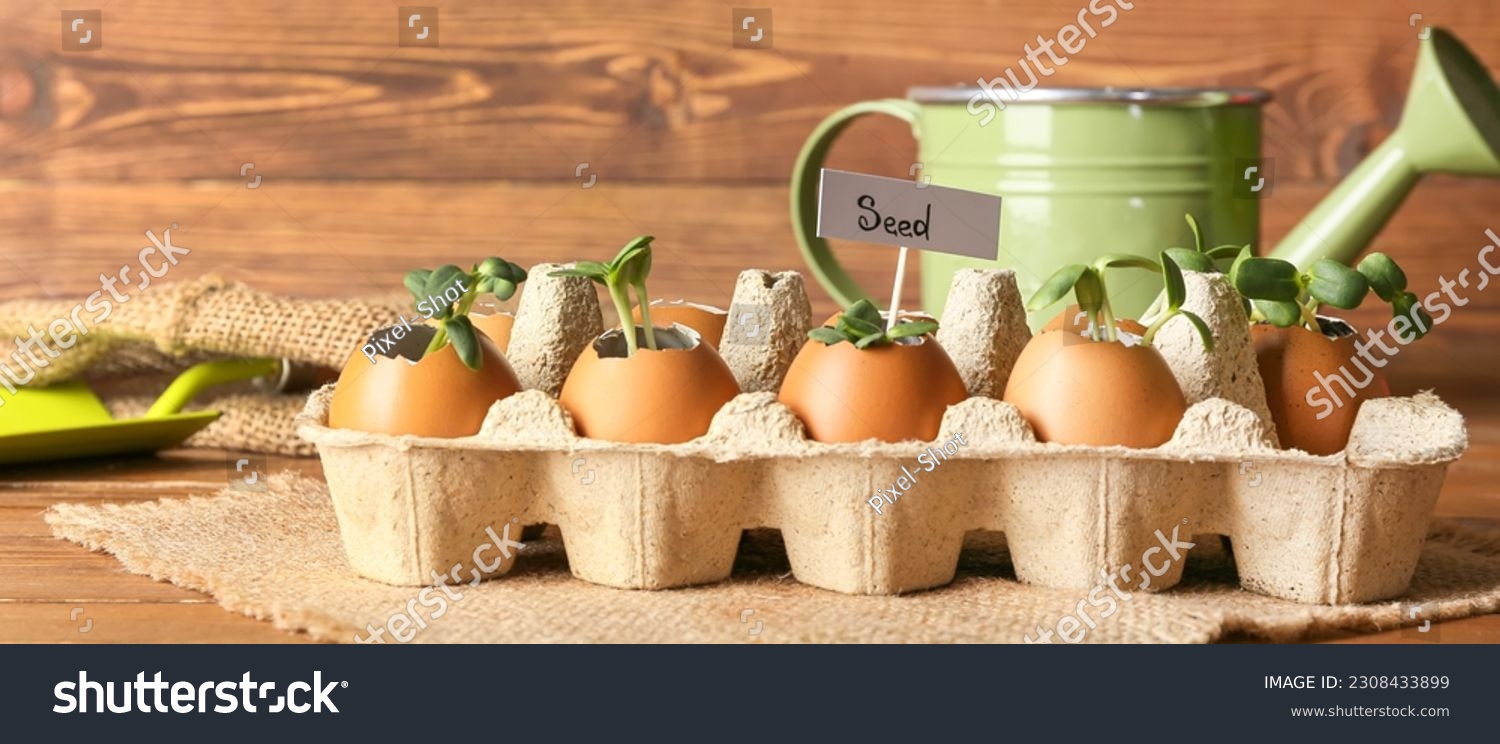 Green sunflower seedlings in eggshells on wooden background #2308433899