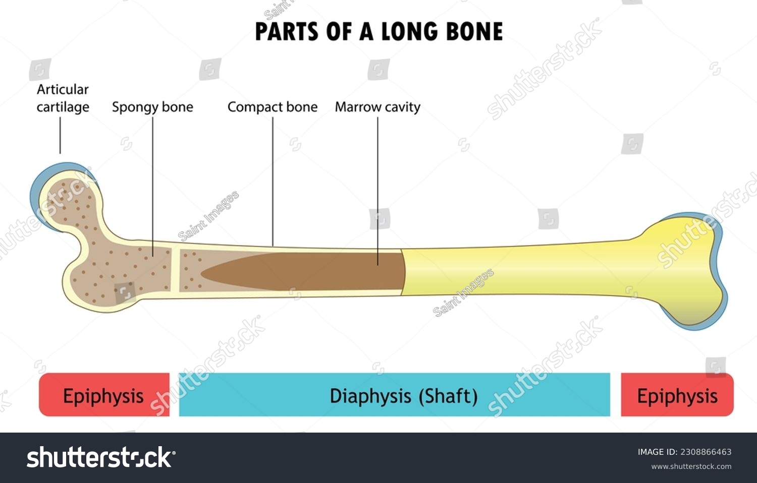 Parts of a long bone, diagram of the bone - Royalty Free Stock Vector ...