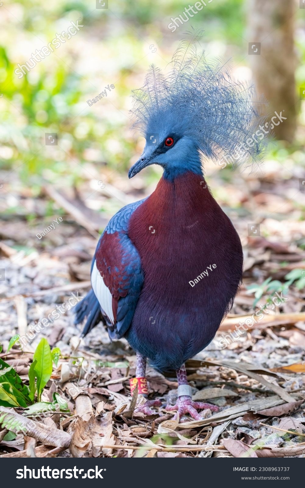 Sclater's crowned pigeon (Goura sclaterii) is a large, terrestrial pigeon confined to the southern lowland forests of New Guinea.
It has a bluish-grey plumage with elaborate blue lacy crests. #2308963737