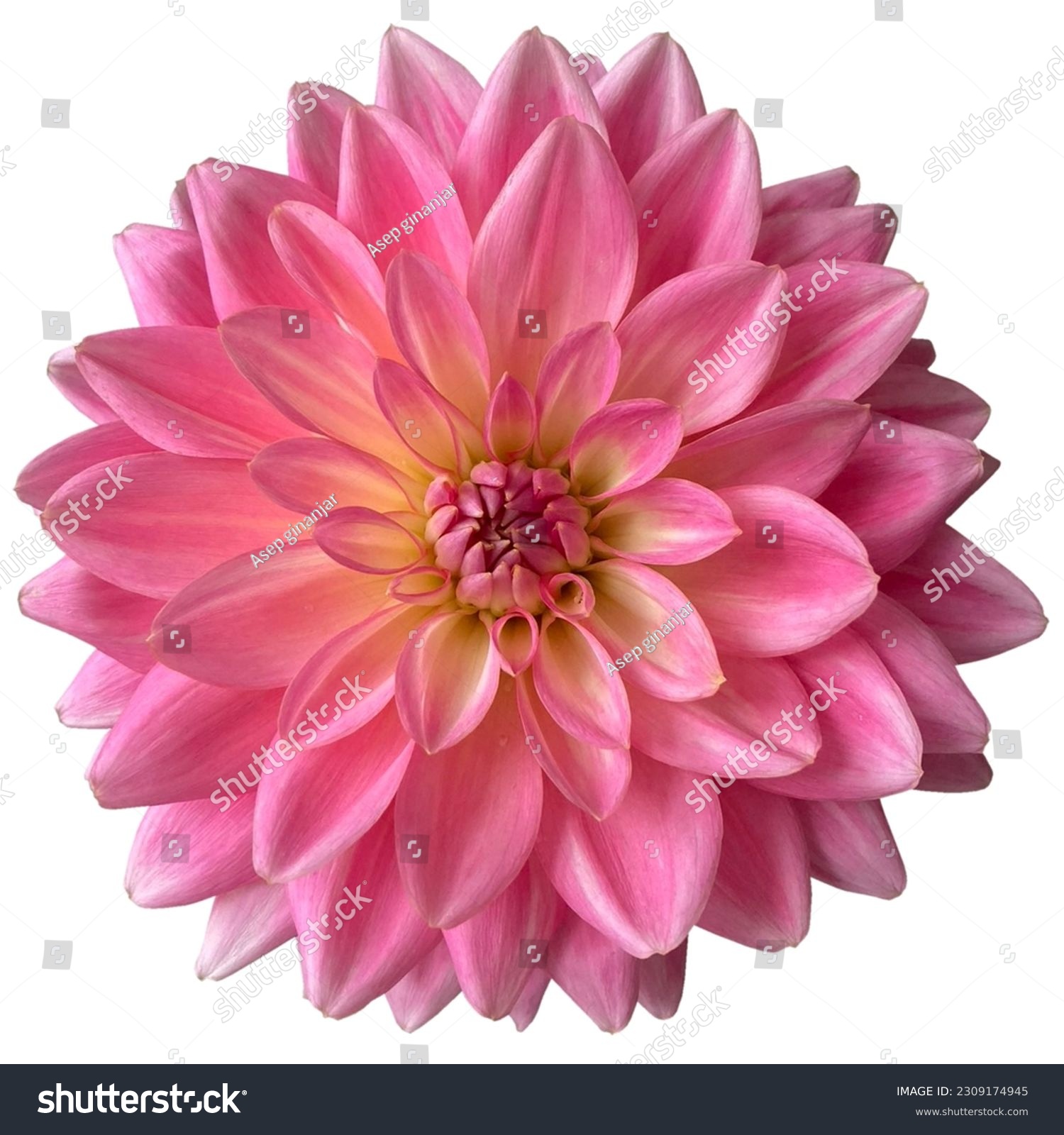 Pink yellow blooming dahlia flowers white background #2309174945