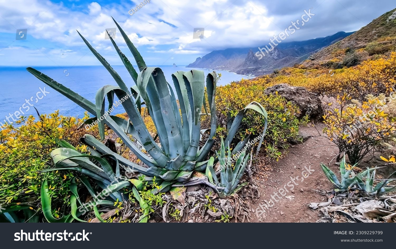Agava cactus plant with scenic view of Atlantic Ocean coastline and Anaga mountain range. Tenerife, Canary Islands, Spain, Europe. Looking at Roque de las Animas. Hiking trail from Afur to Taganana #2309229799