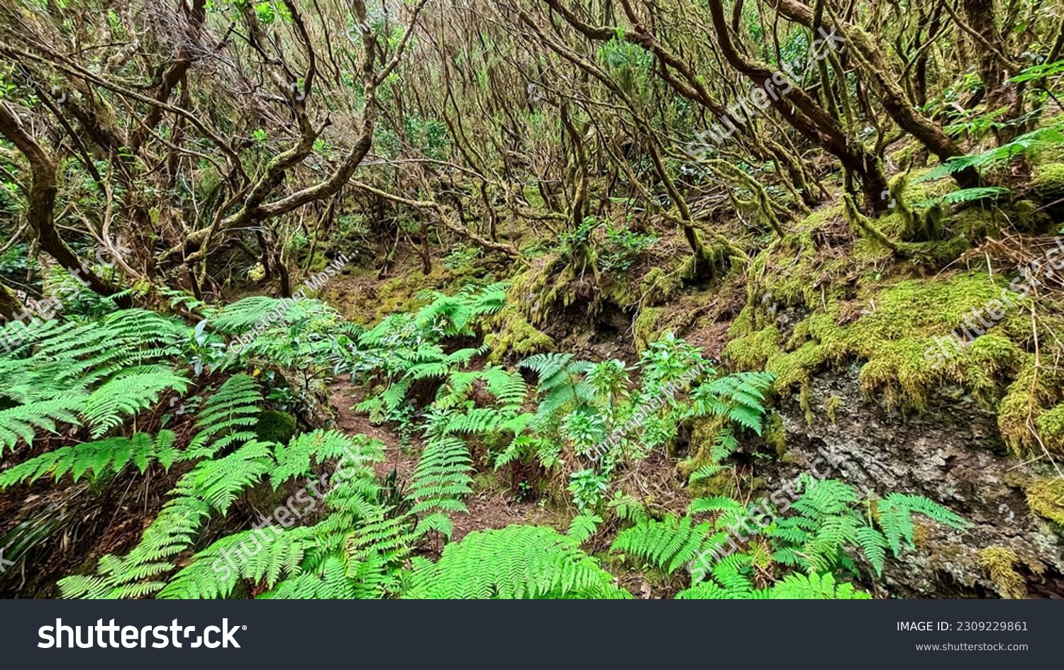 Hiking trail through enchanted ancient laurel sub tropical forest in the Anaga mountain range on Tenerife, Canary Islands, Spain, Europe, EU. Dense diversified fauna. Path overgrown with moss and fern #2309229861