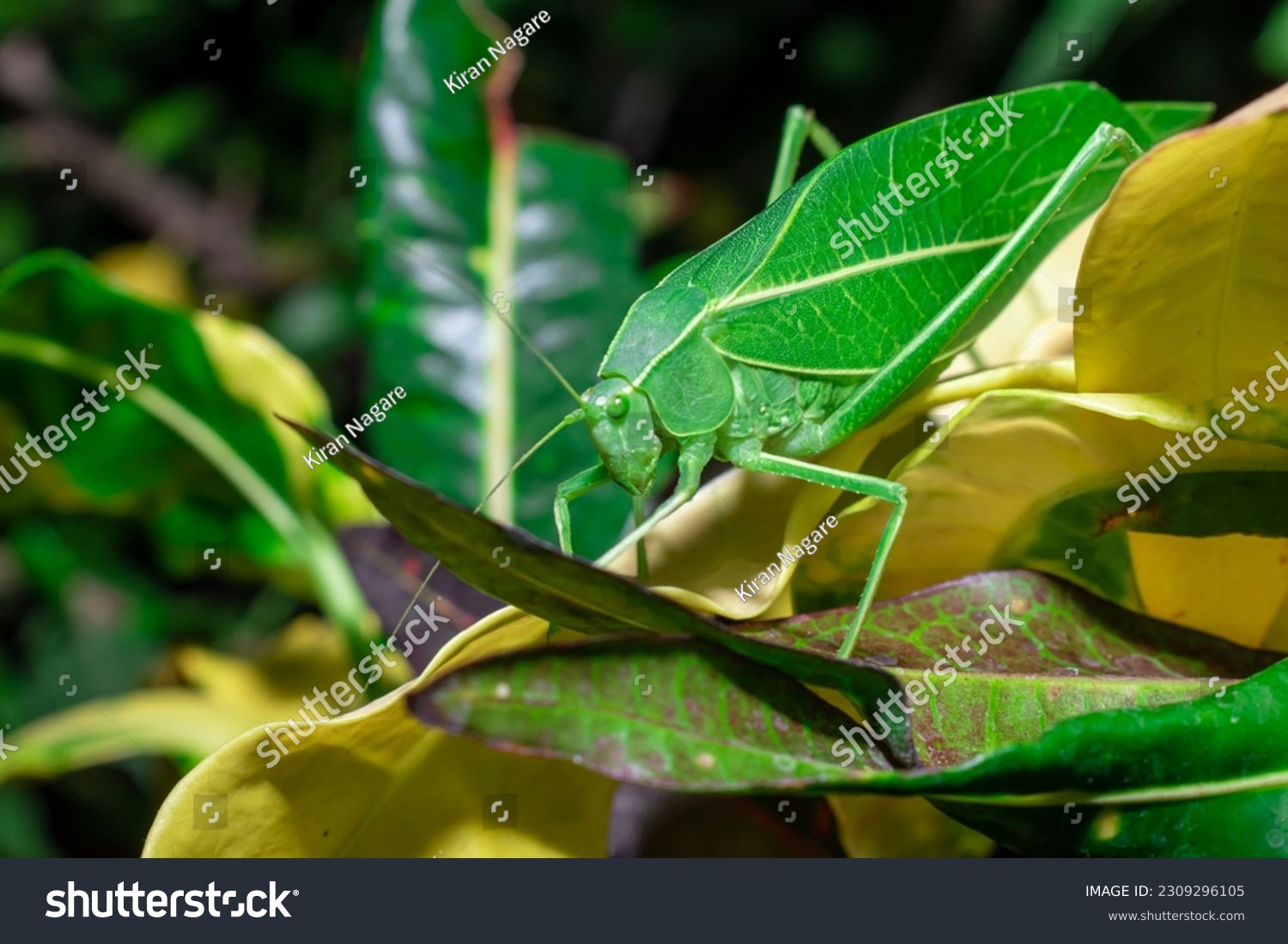 Giant katydid (Stilpnochlora couloniana) on the branch leaf #2309296105