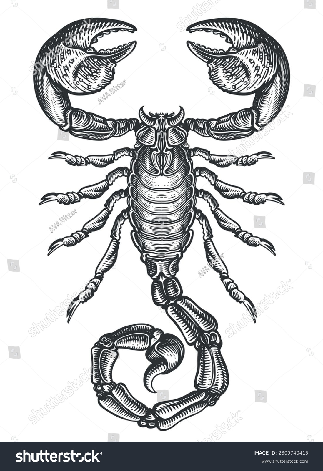 Hand drawing sketch scorpion. Predatory animal - Royalty Free Stock ...