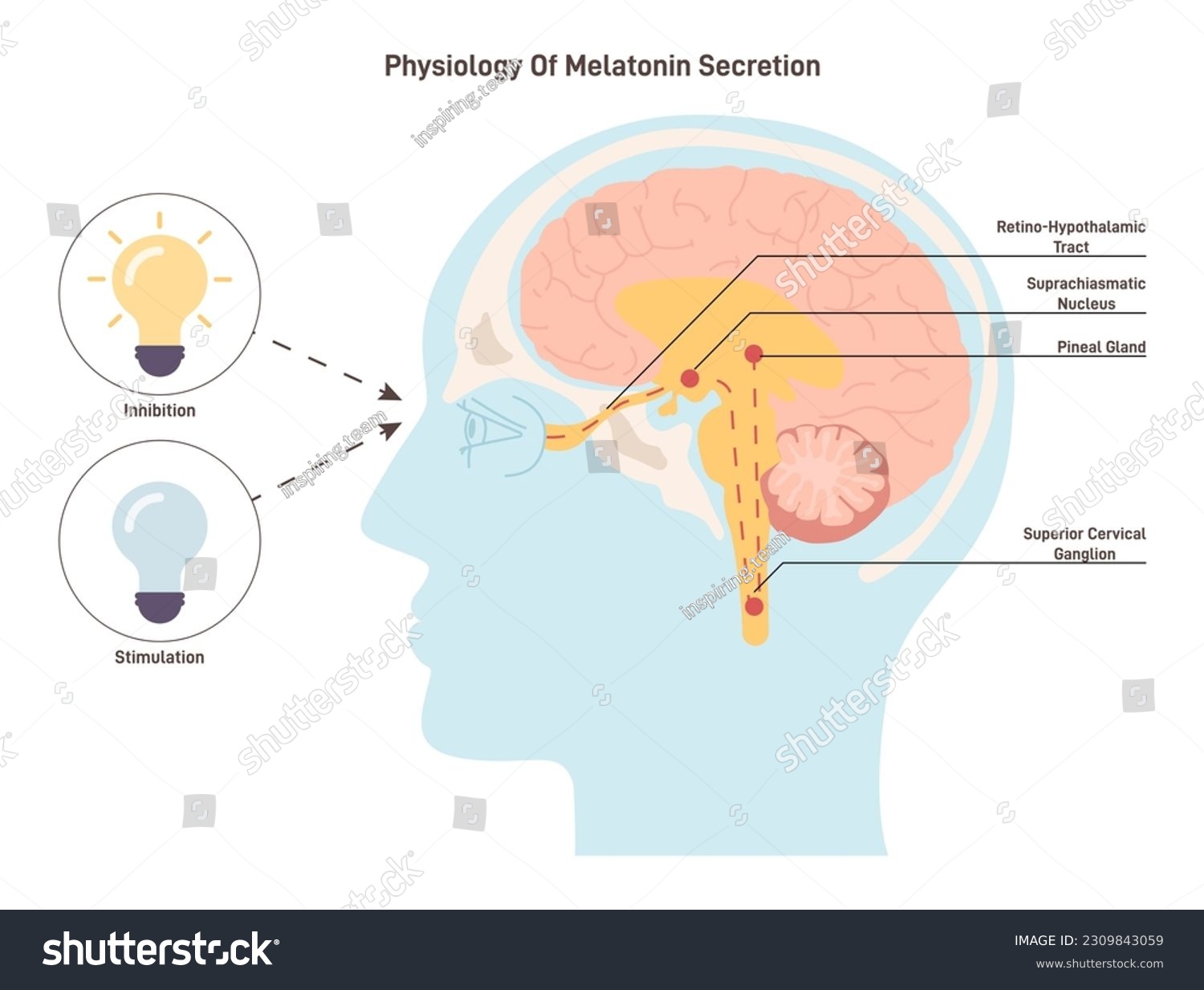 Melatonin secretion mechanism. Human circadian - Royalty Free Stock ...