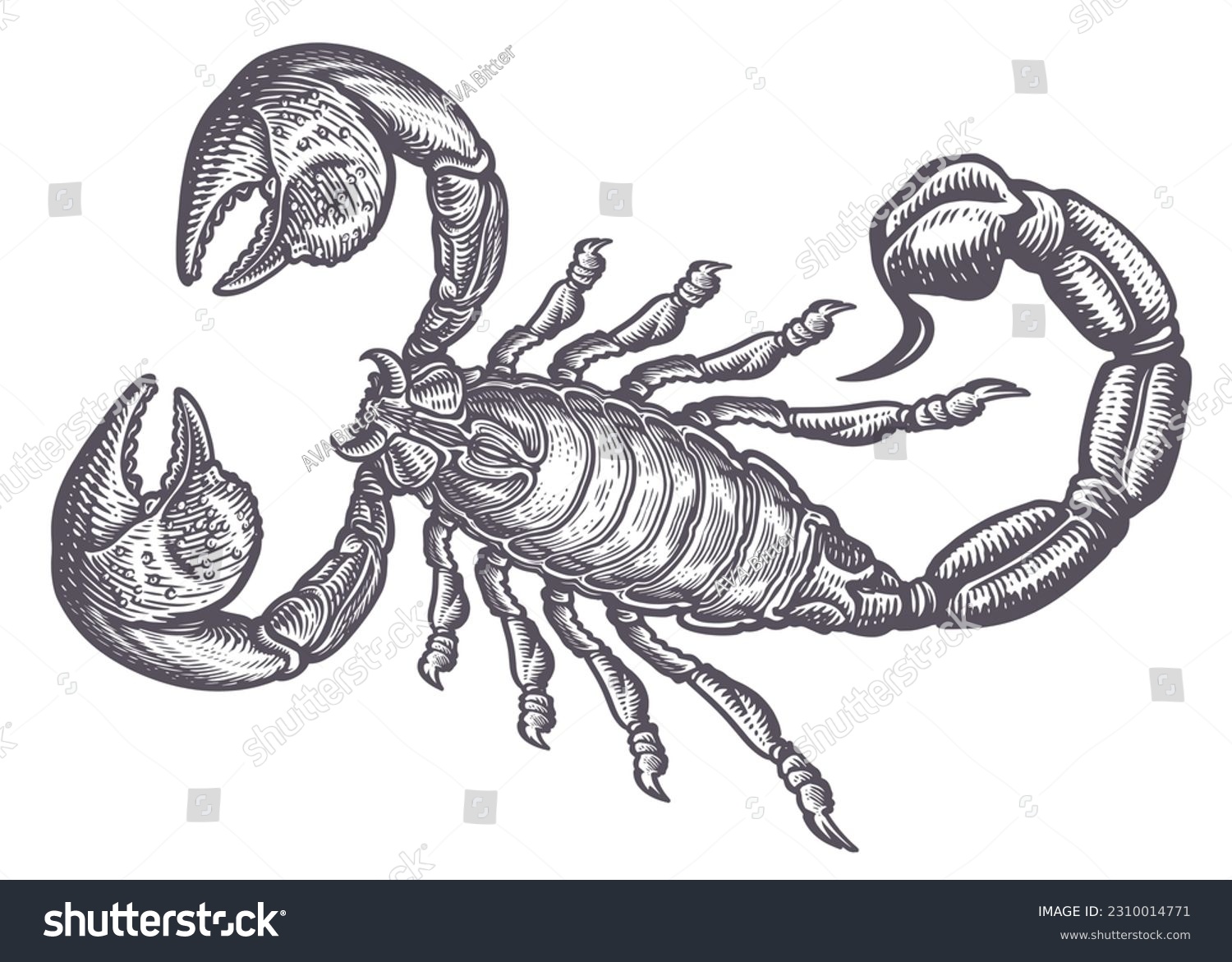 Scorpion sketch. Predatory animal in vintage - Royalty Free Stock ...