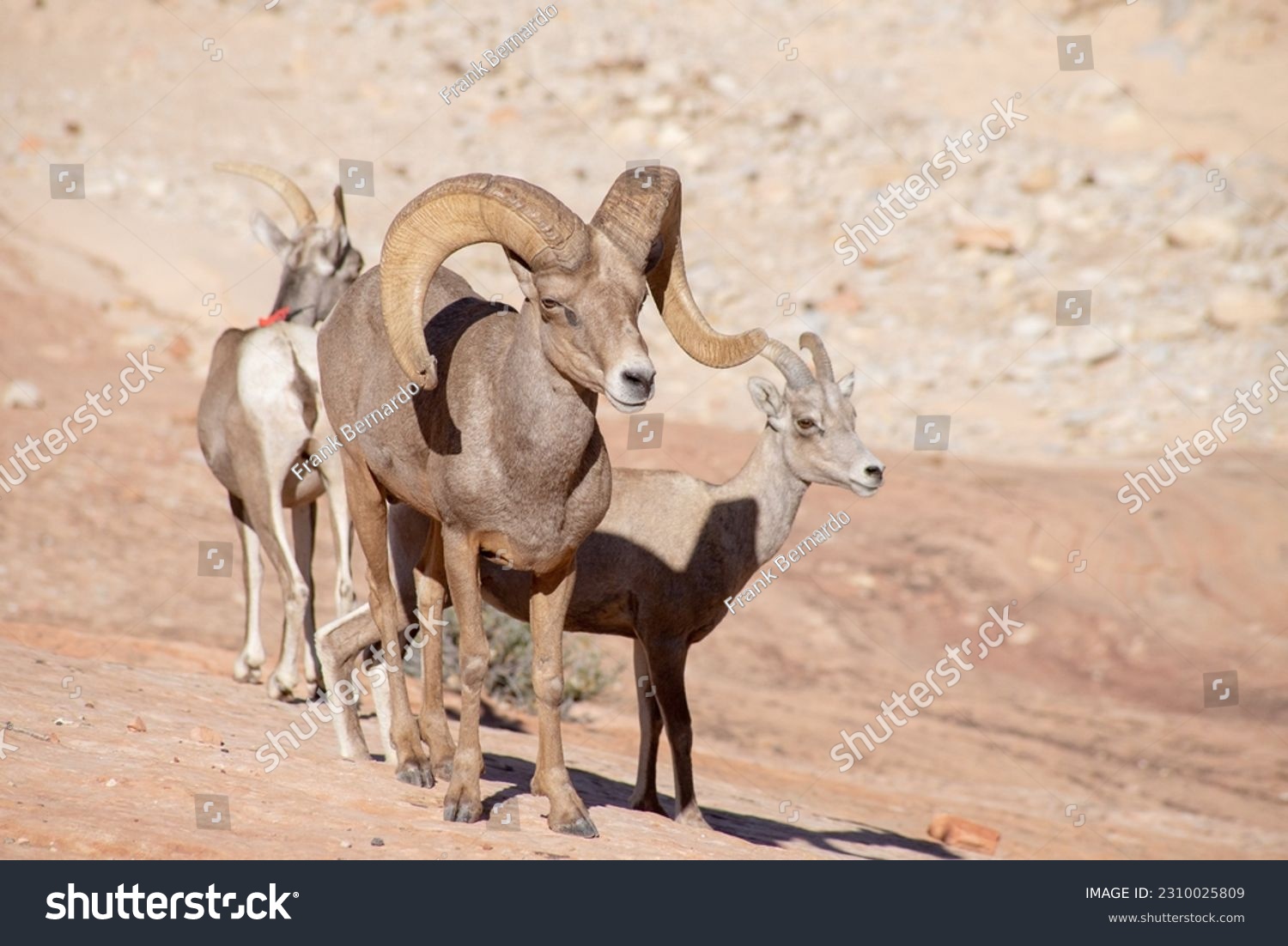 A family of Bighorn sheep In Zion National Park #2310025809