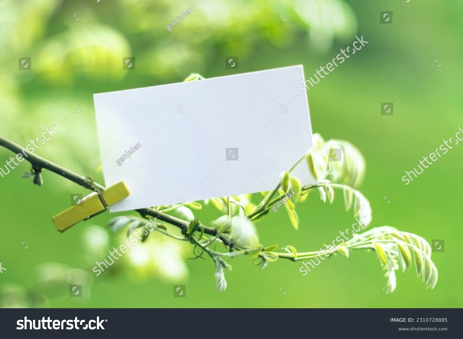 Selective soft focused White blank paper business card mock up clipped on spring tree branch. Nature pastel green quote background with seasonal stationery presentation. Springtime branding copy space #2310728885