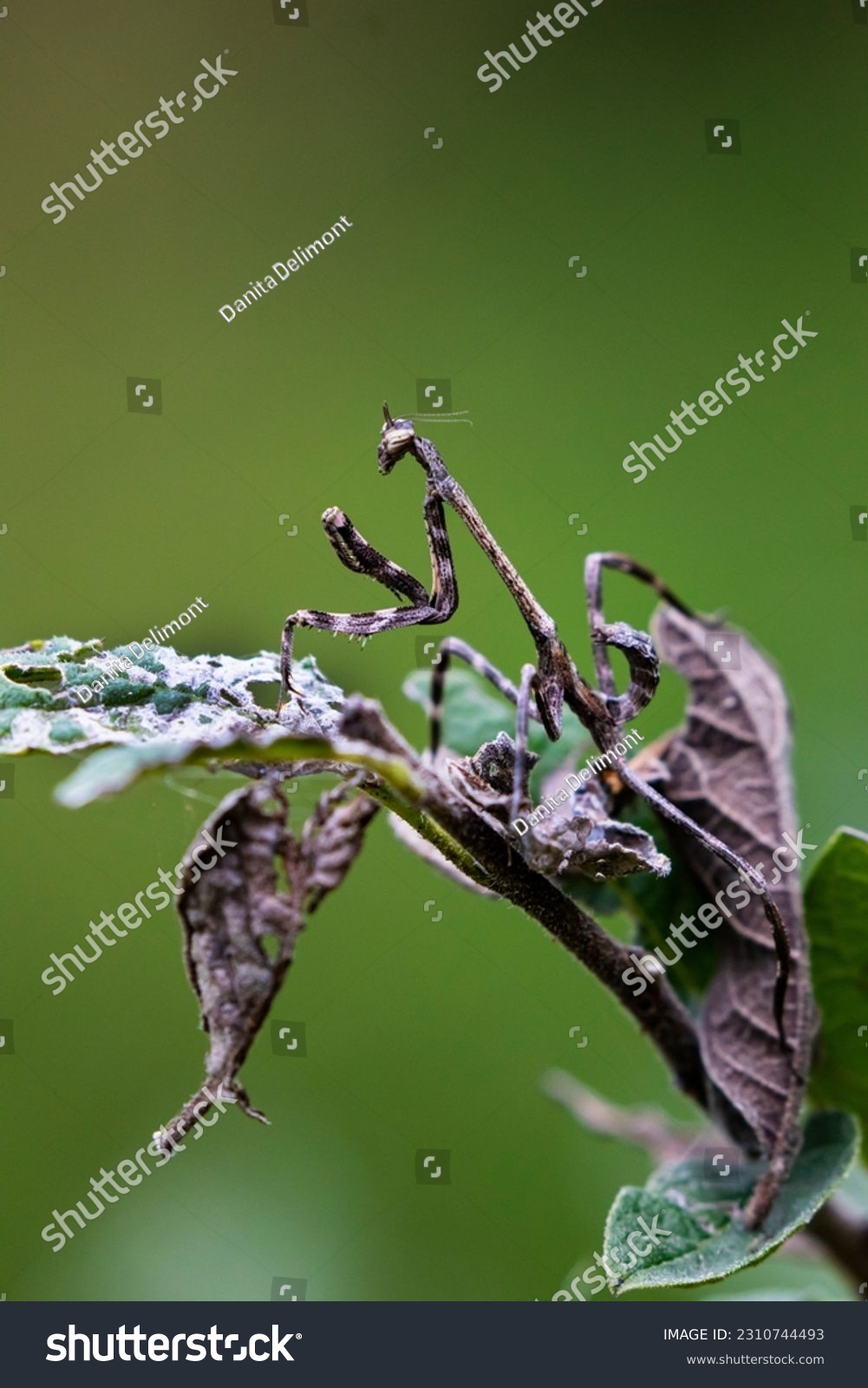 A stock image of texas unicorn mantis camouflaged #2310744493