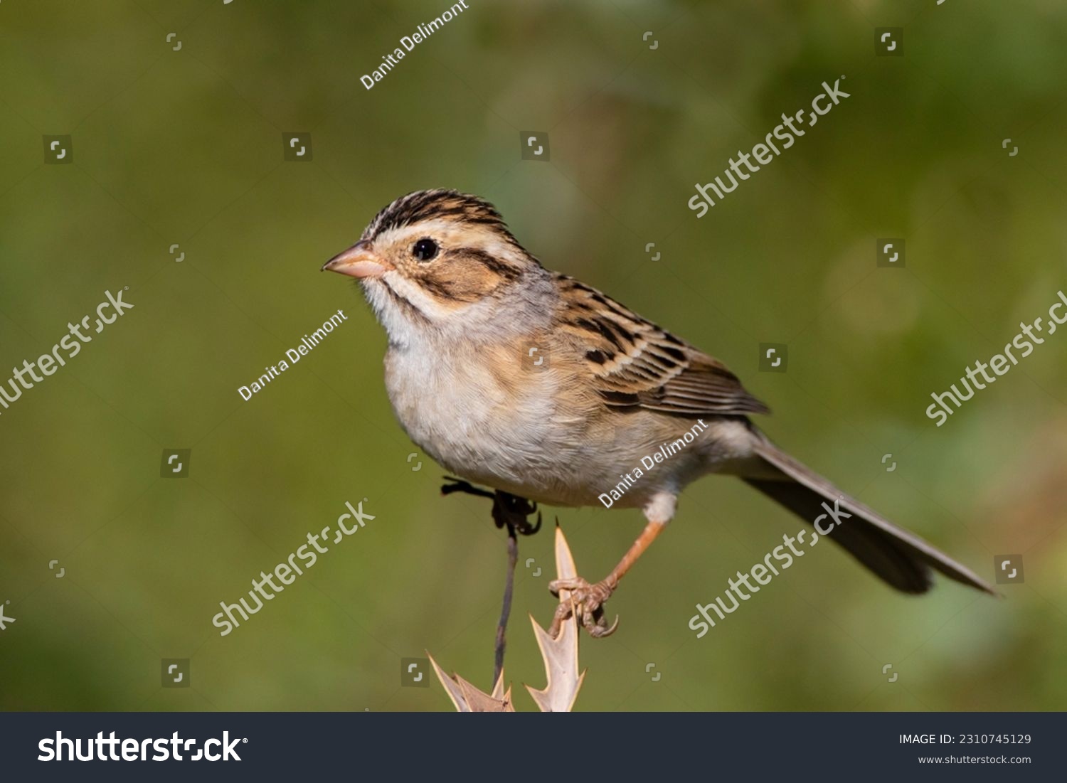 A stock image of clay-colored sparrow perched #2310745129