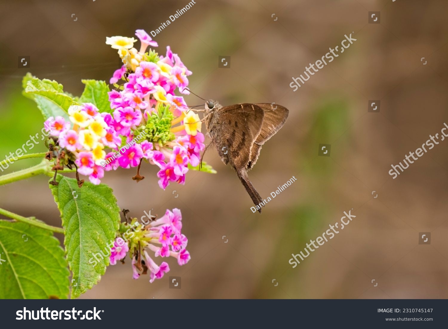 A stock image of brown longtail nectaring at lantana blooms #2310745147
