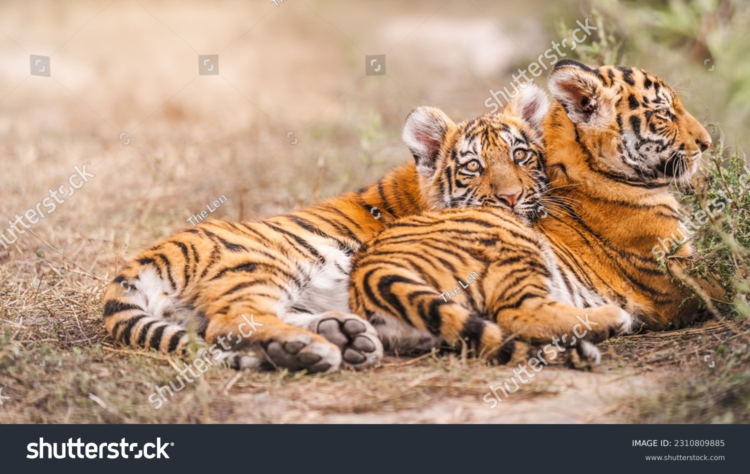 Two Amur tiger cub lie on straw. #2310809885