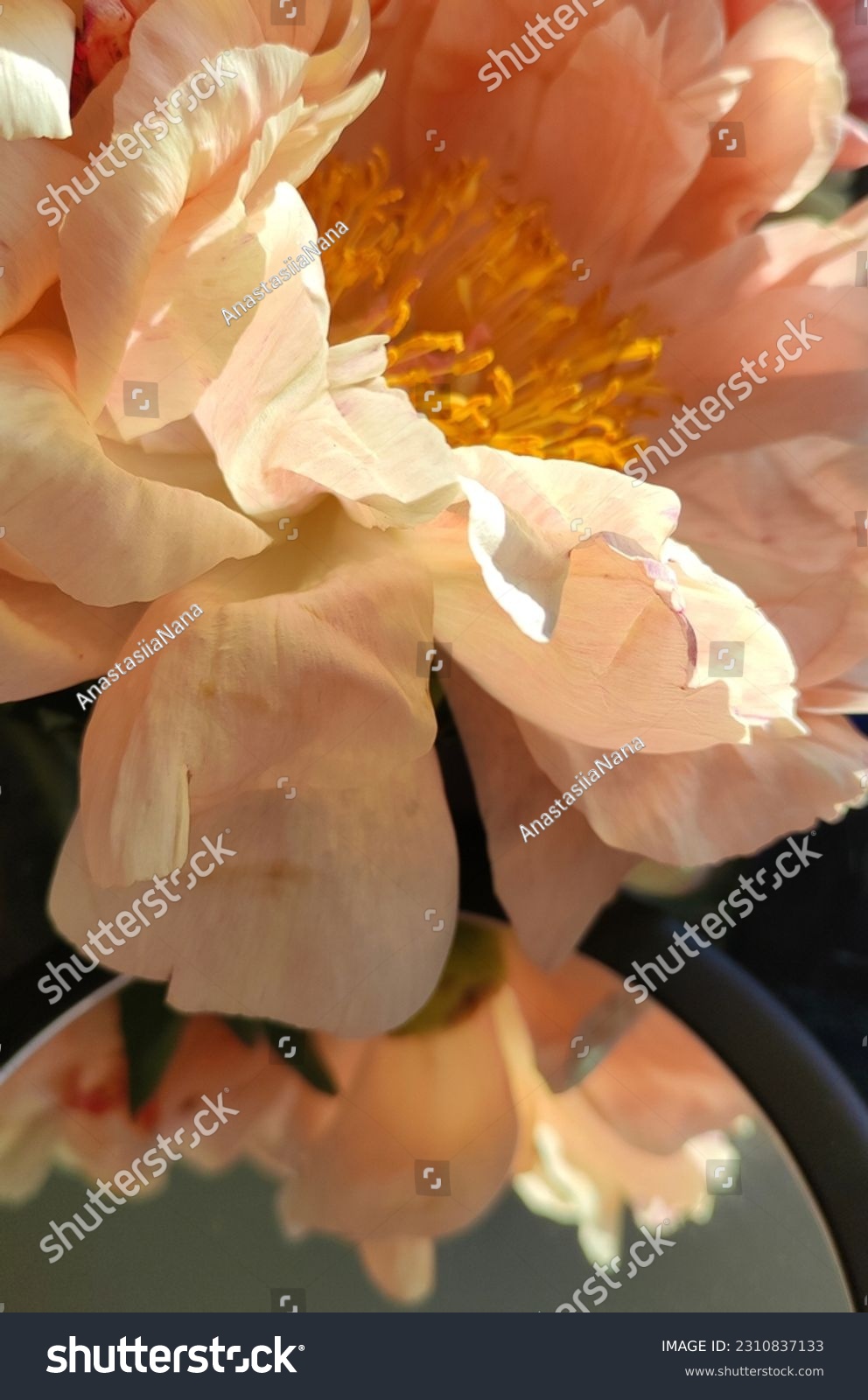 Full frame peach colored rose petals #2310837133